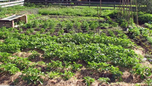 Mulchen im Hausgarten