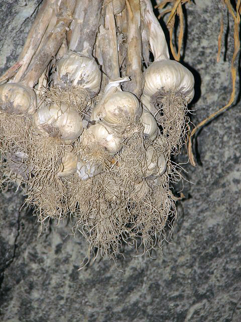Knoblauch