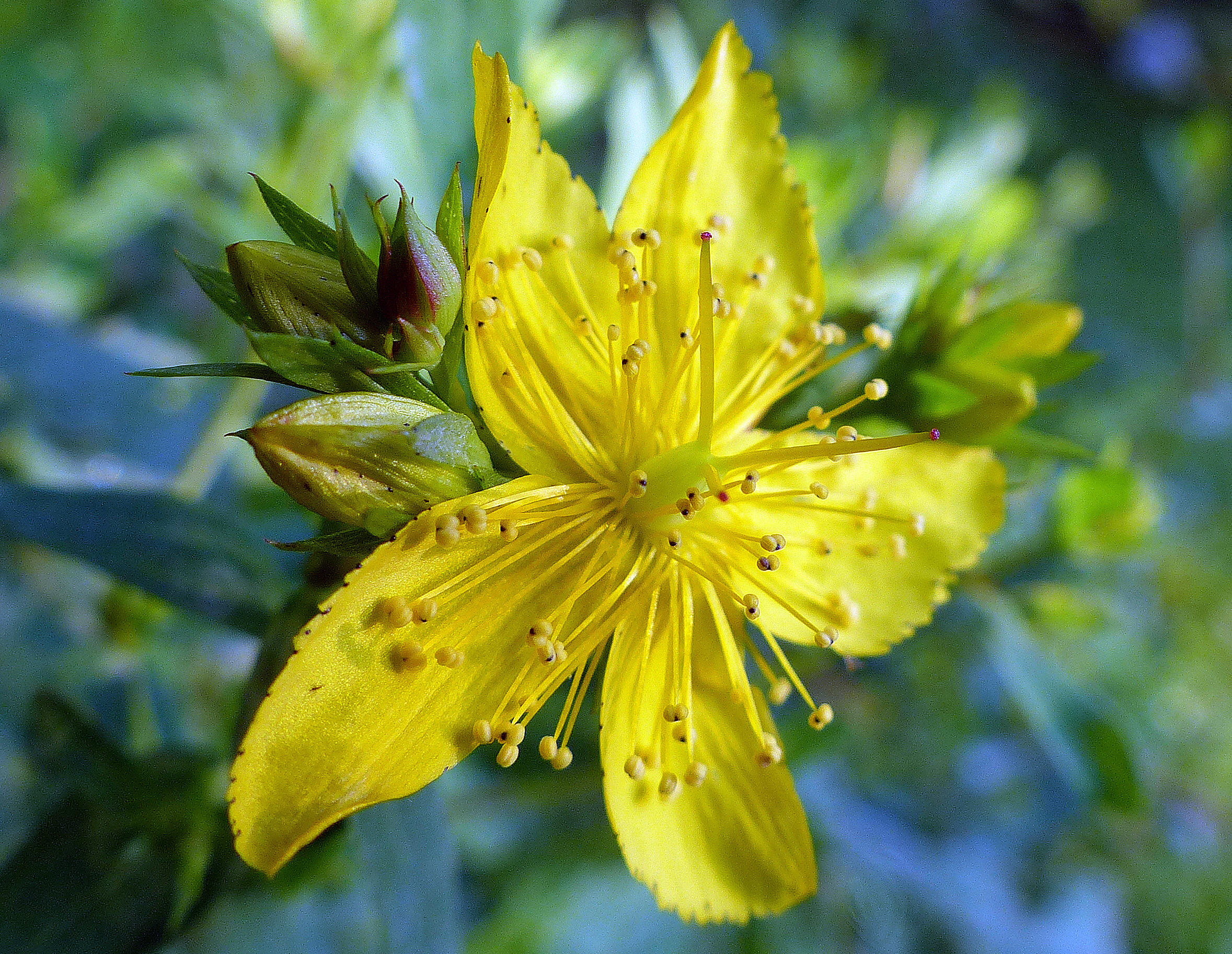 Echtes Johanniskraut