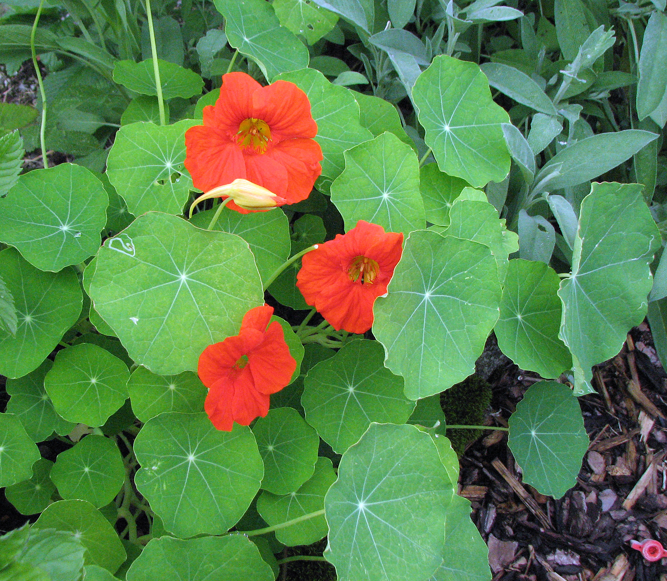 Große Kapuzinerkresse