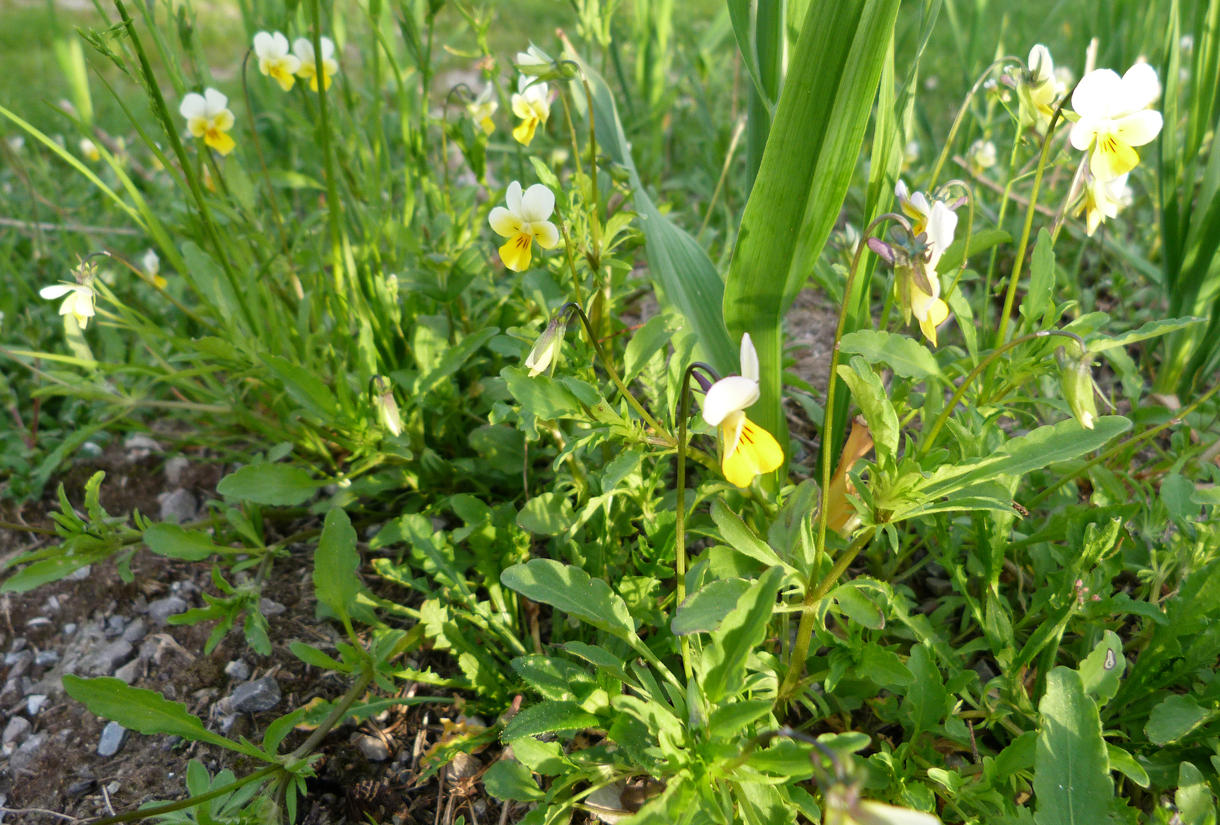 Ackerstiefmütterchen