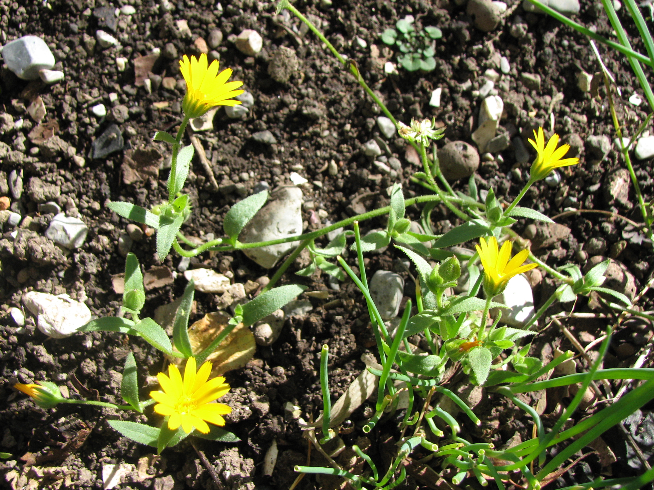 Wilde Ringelblume
