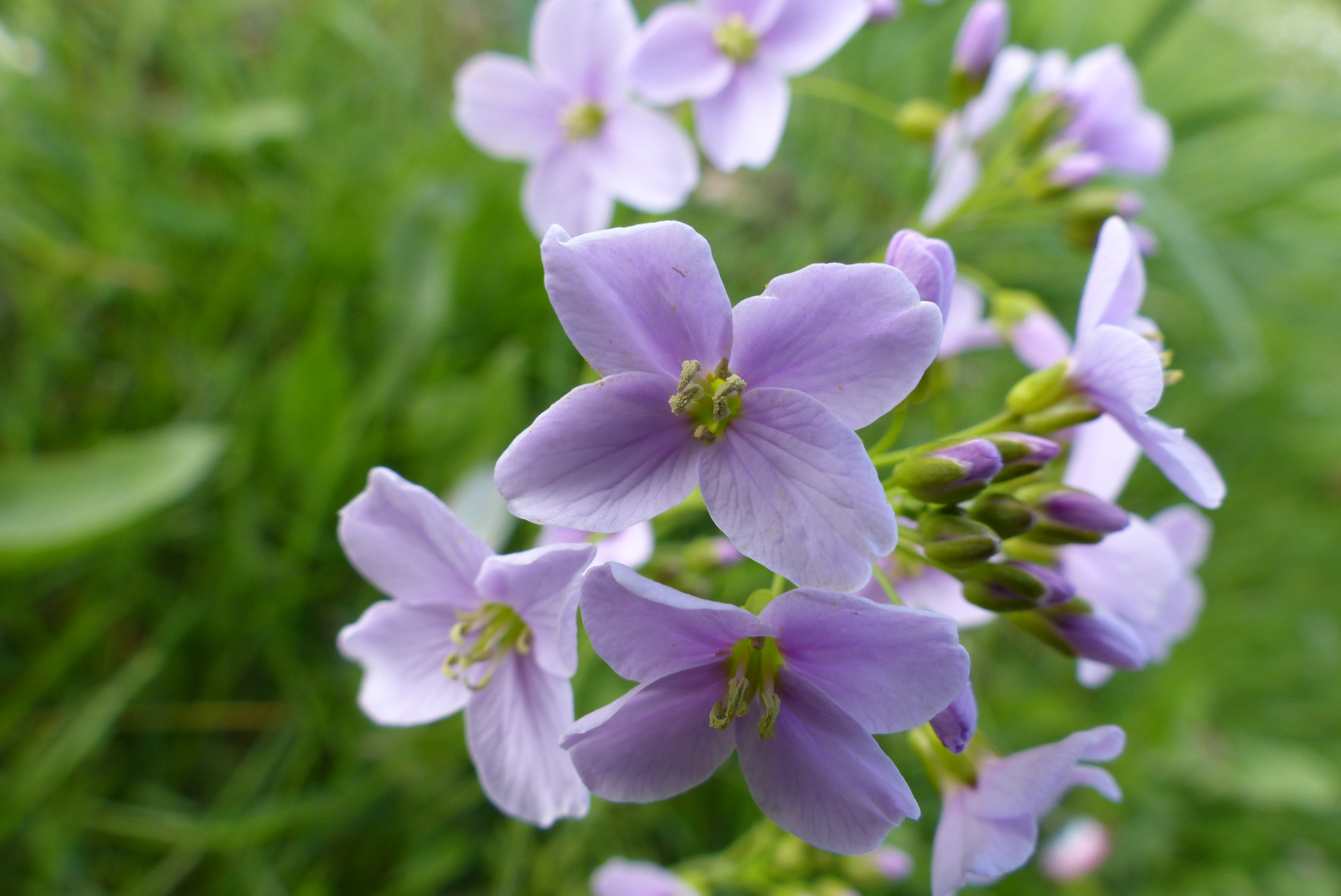 Gewöhnliche Nachtviole