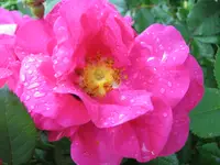 Apothekerrose
