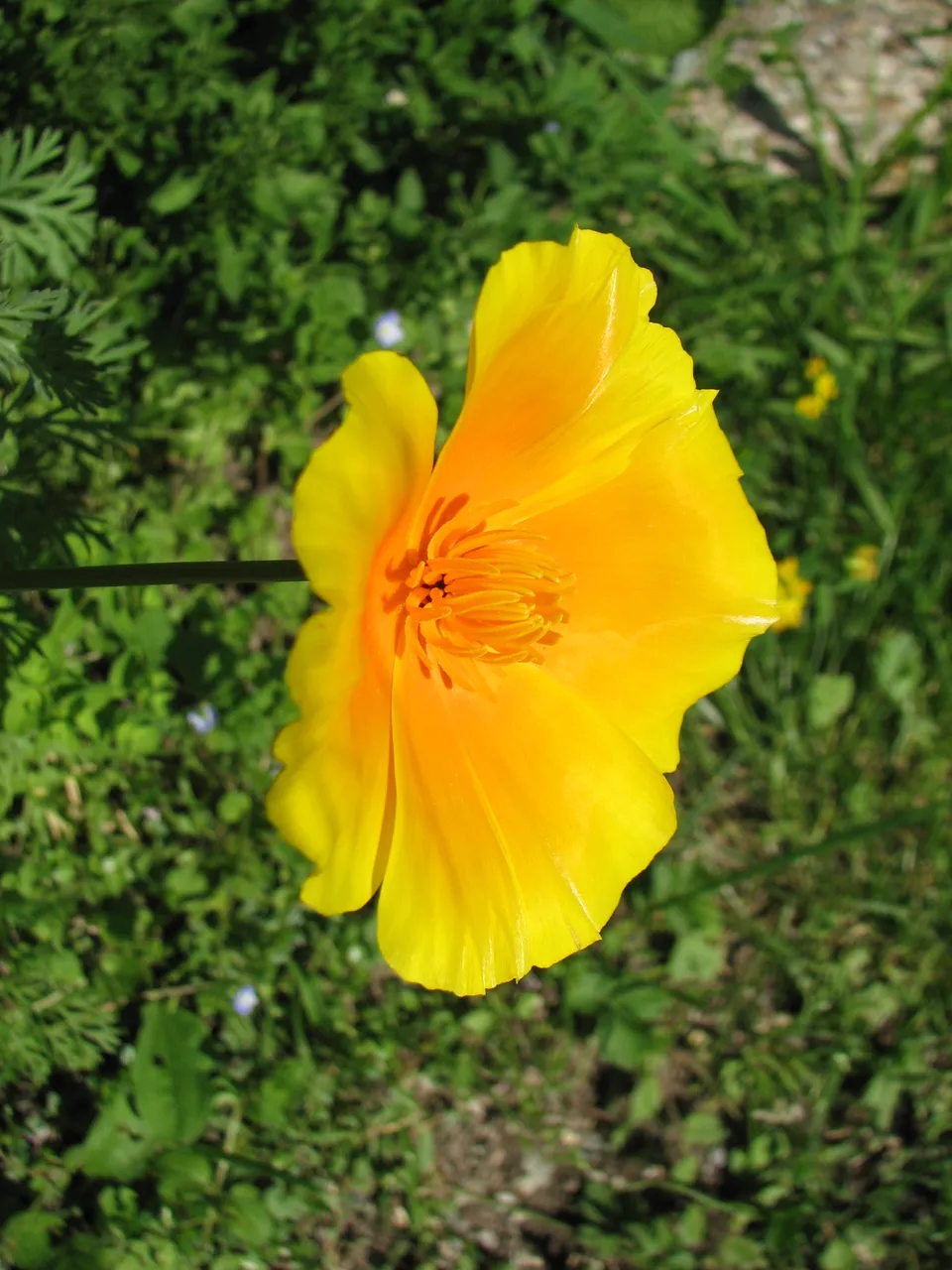 Goldmohn