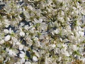 Schlehdornblüten-Tee
