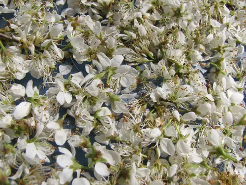 Schlehdornblüten-Tee