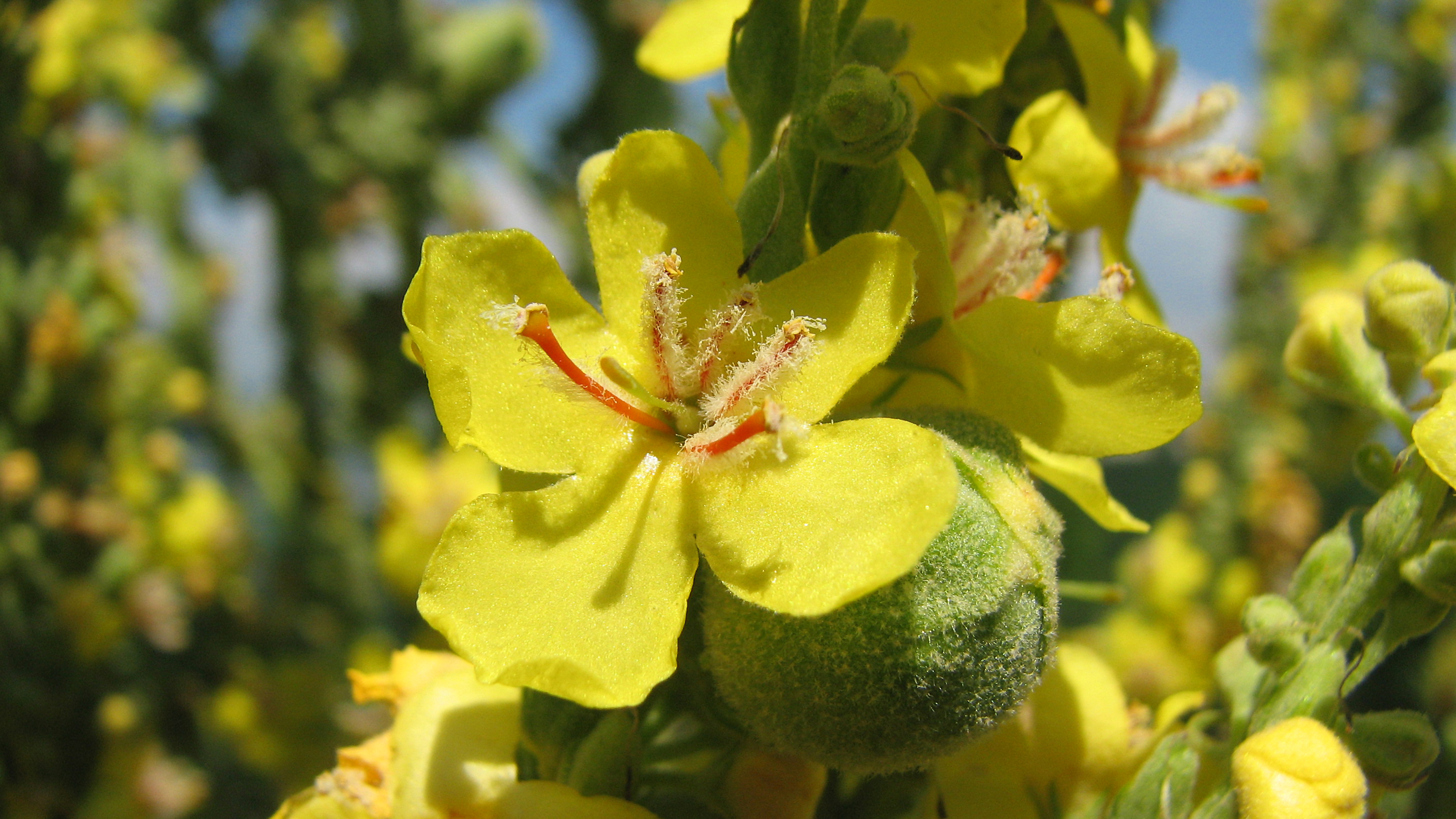 Mehlige Königskerze