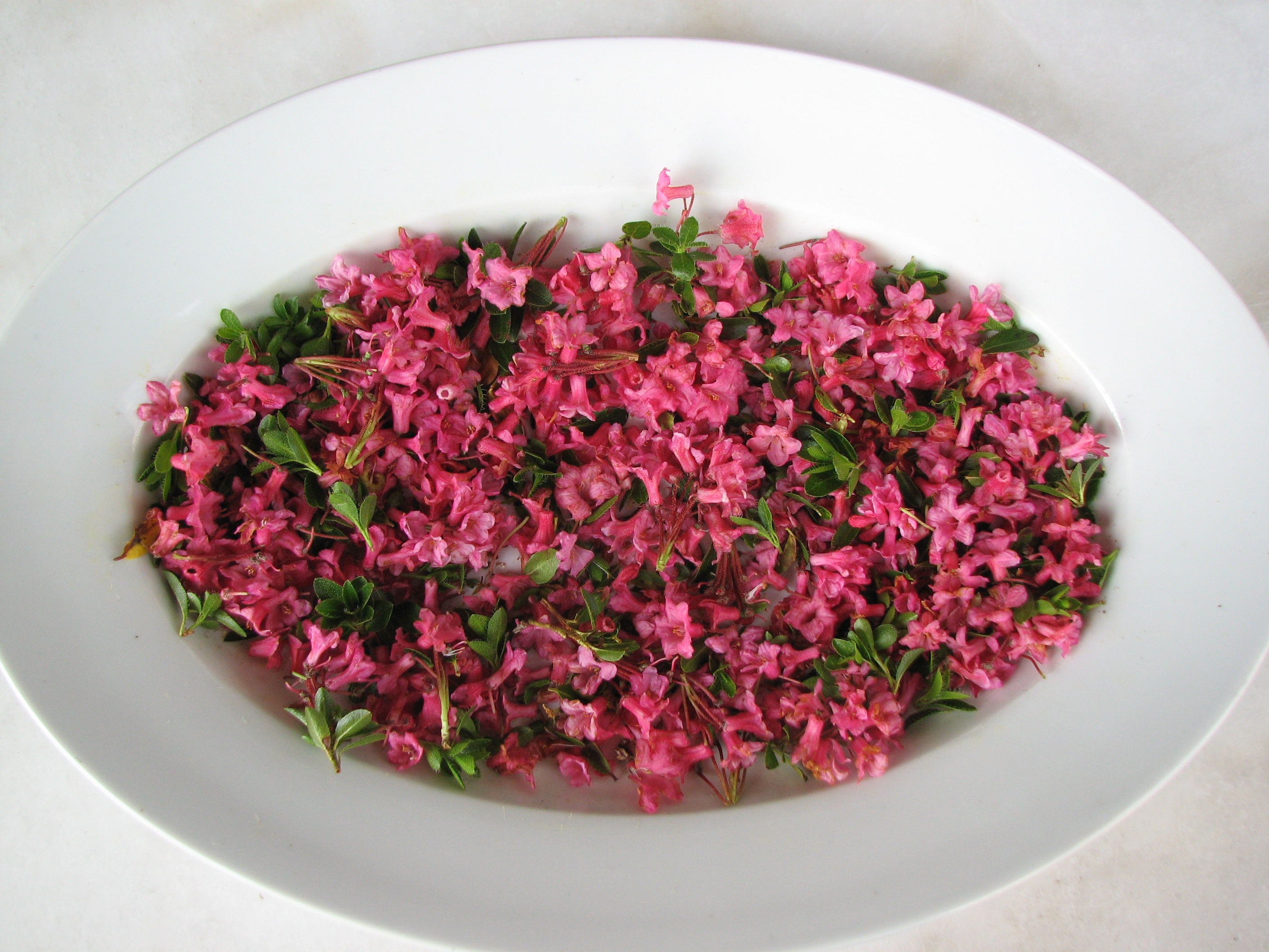 Bewimperte Alpenrose