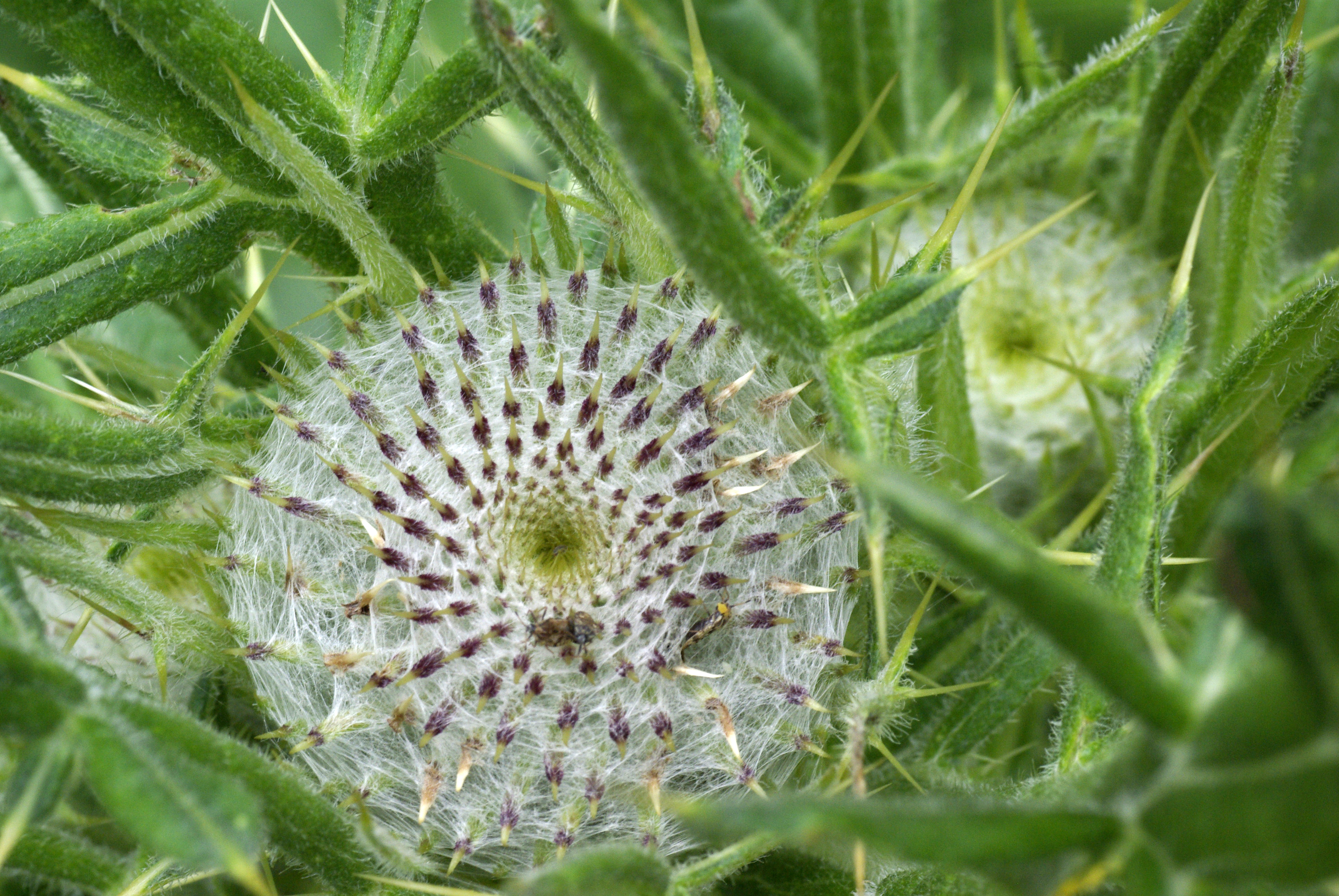 Wollkopfkratzdistel