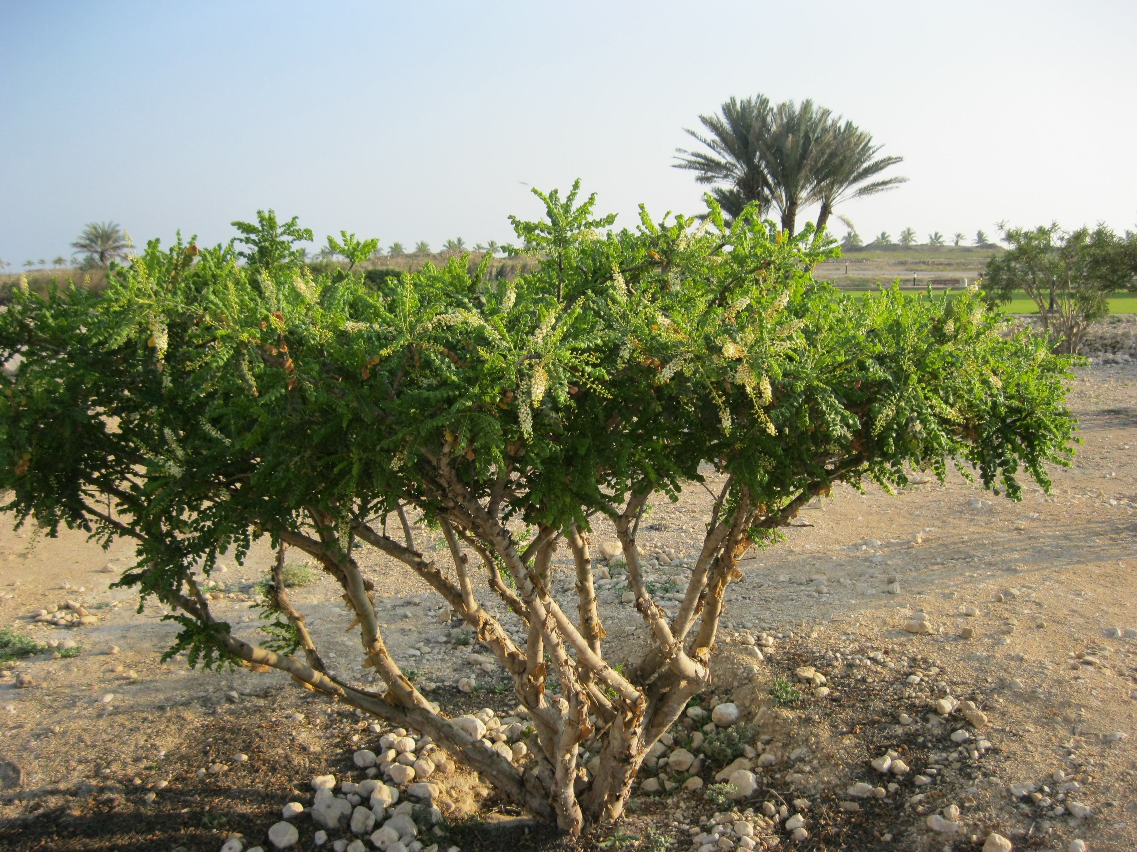 Weihrauchbäume und Weihrauch