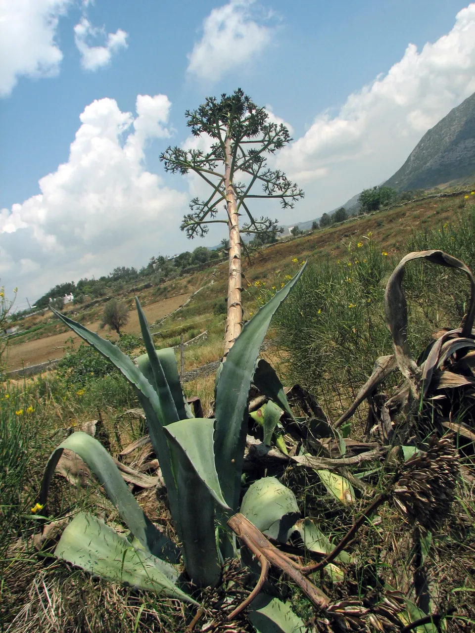 Agave americana