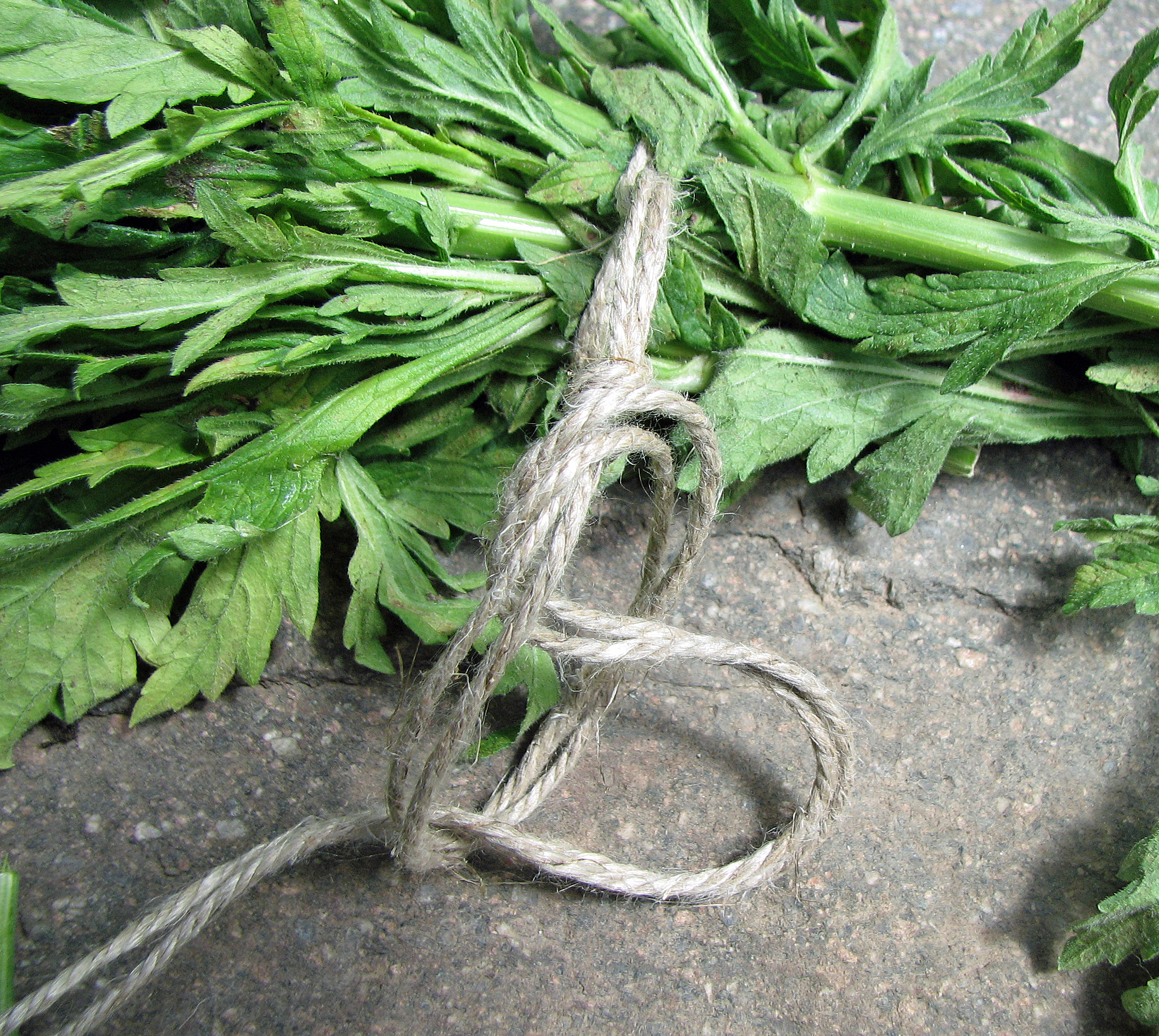 <p>Da hinein kommt es.... Dann wird wieder zugezogen und die nächste Schlaufe gelegt ...</p>