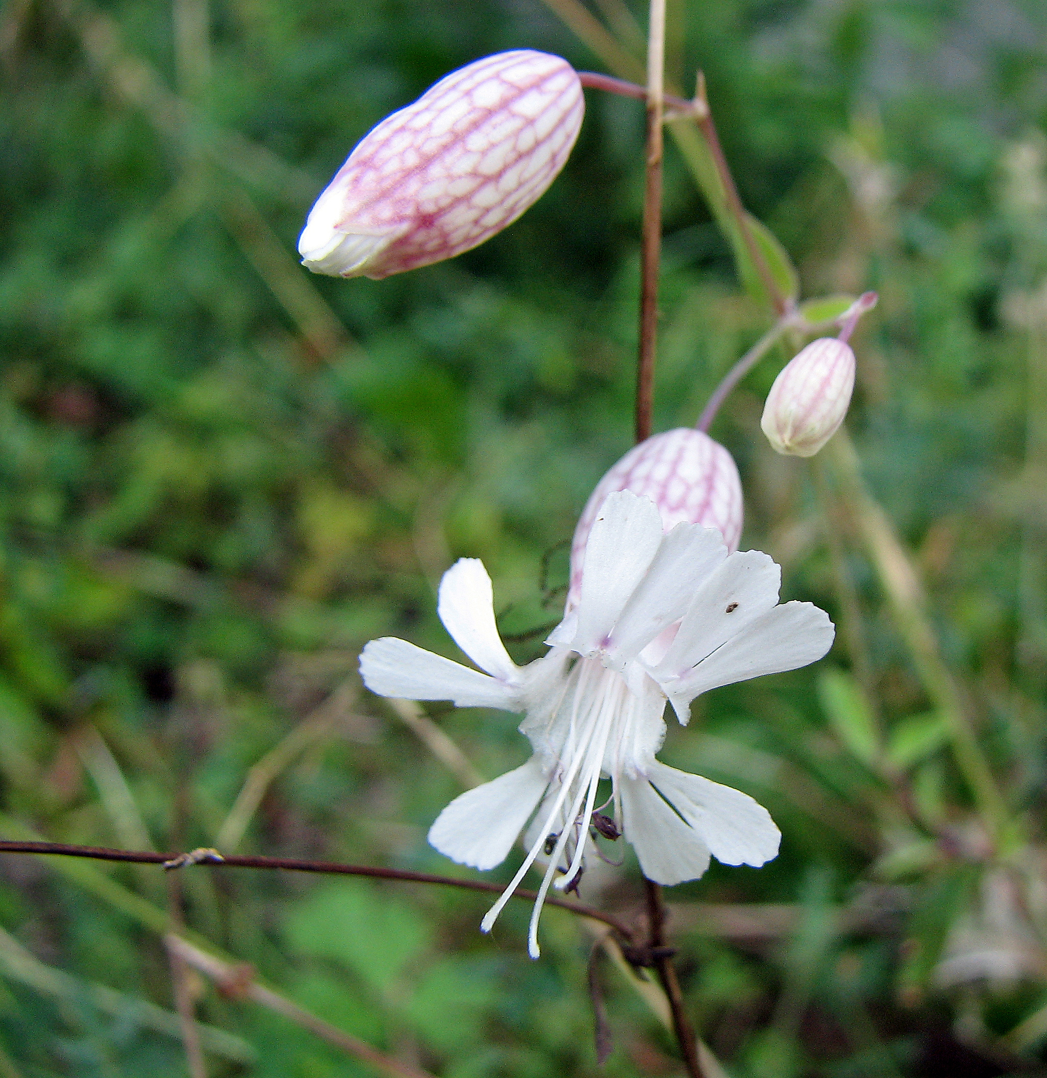 Taubenkropfleimkraut