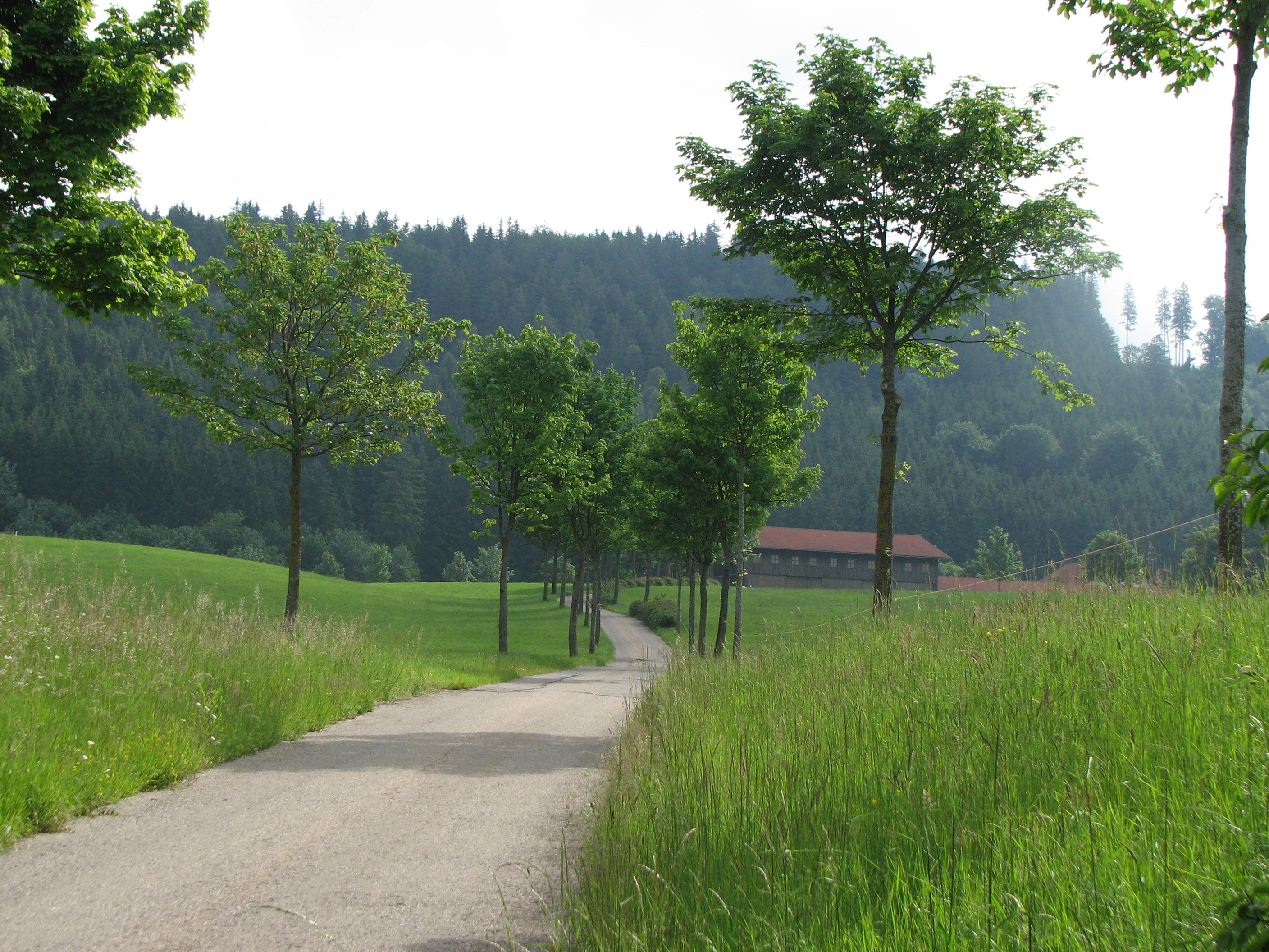 Spitzahorn