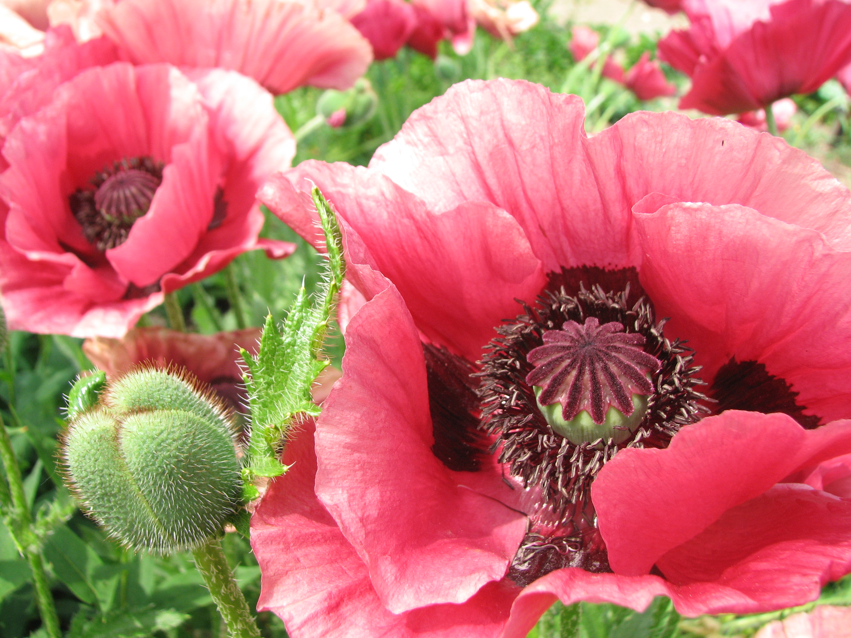 Türkischer Mohn