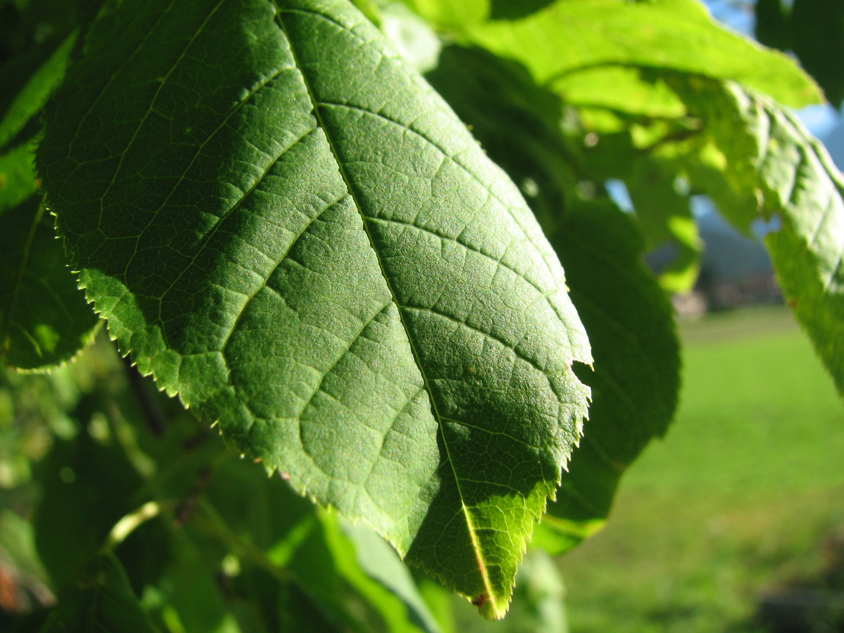 Gewöhnliche Traubenkirsche