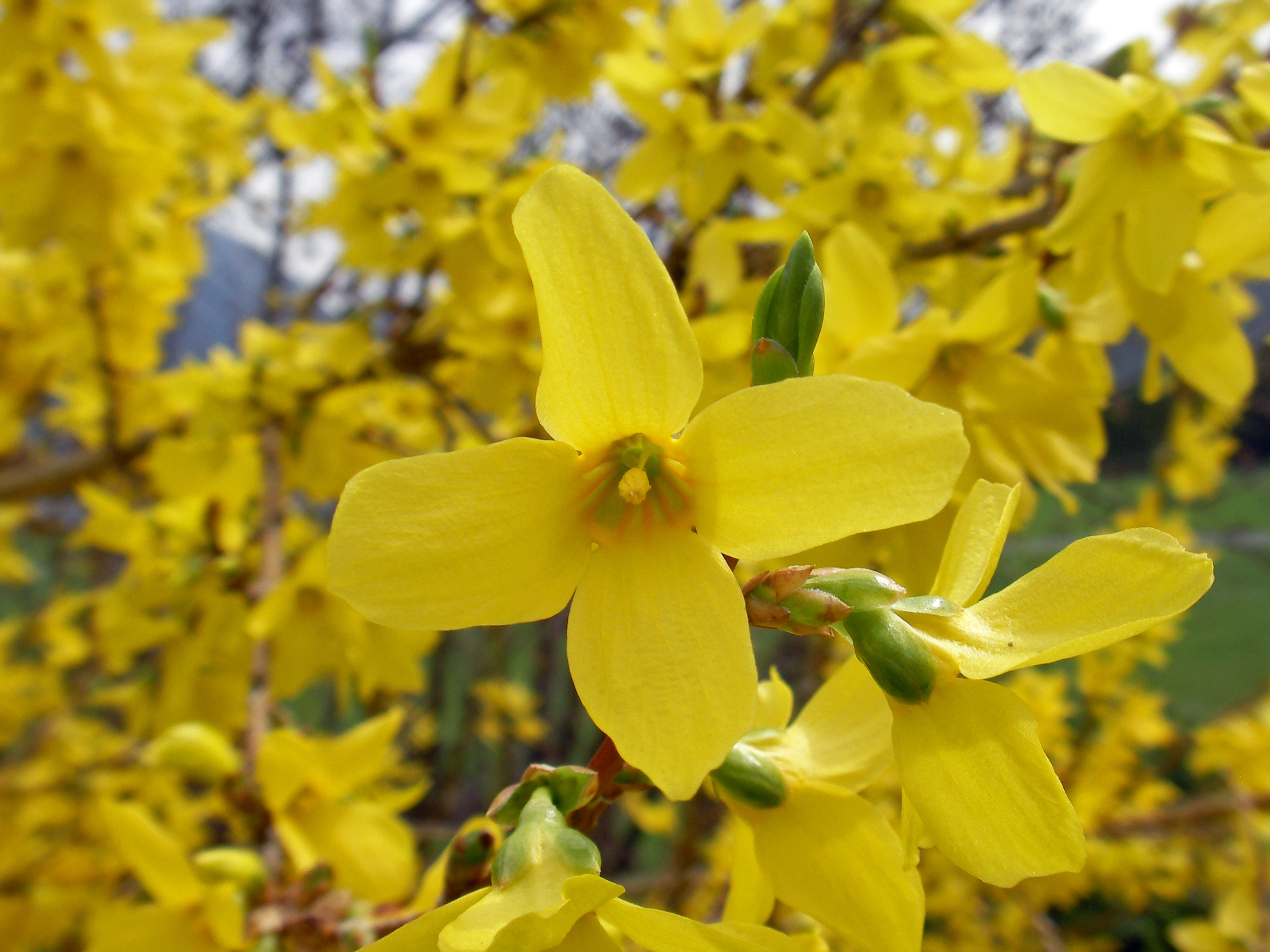 Forsythie