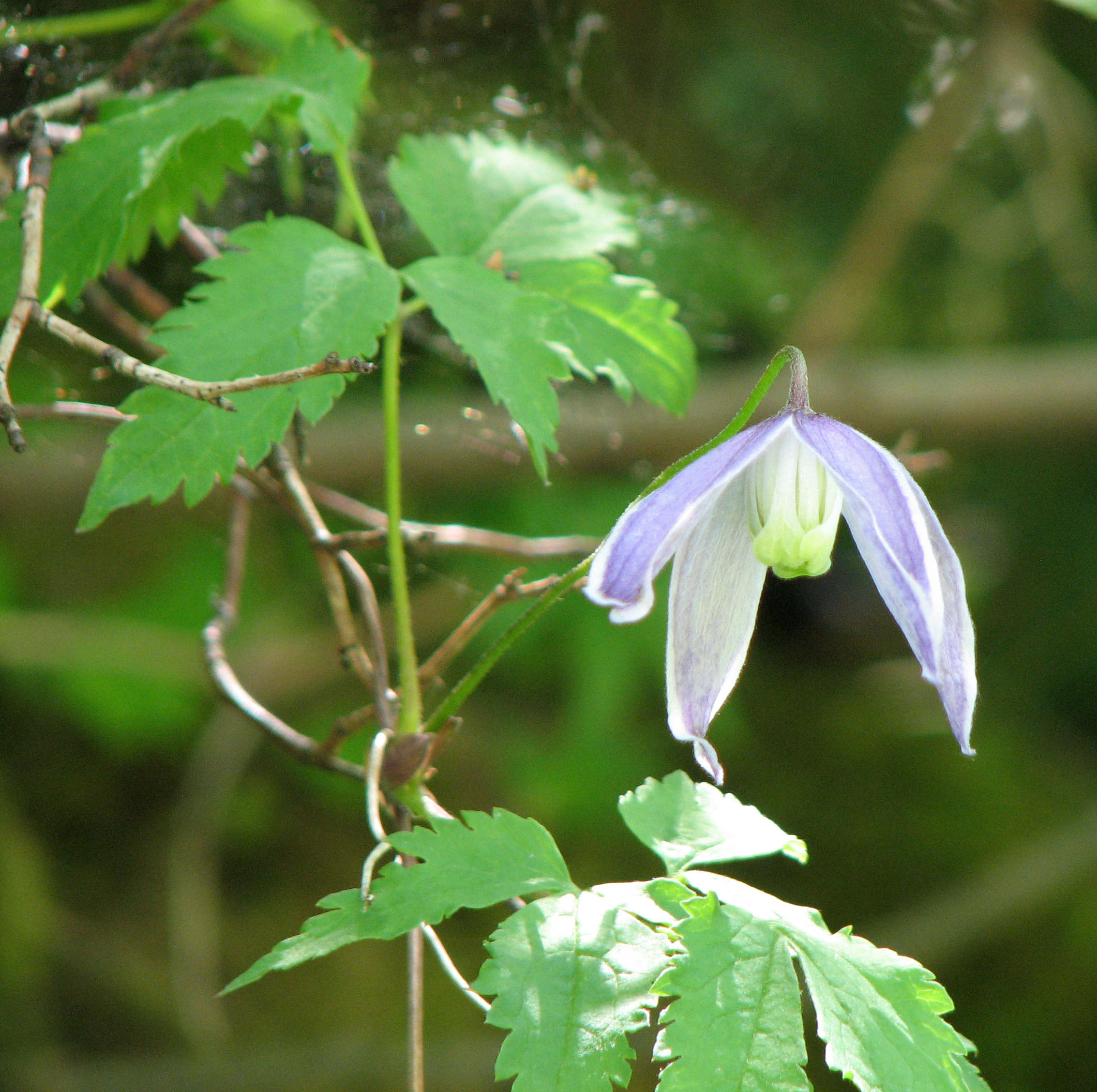 Clematis