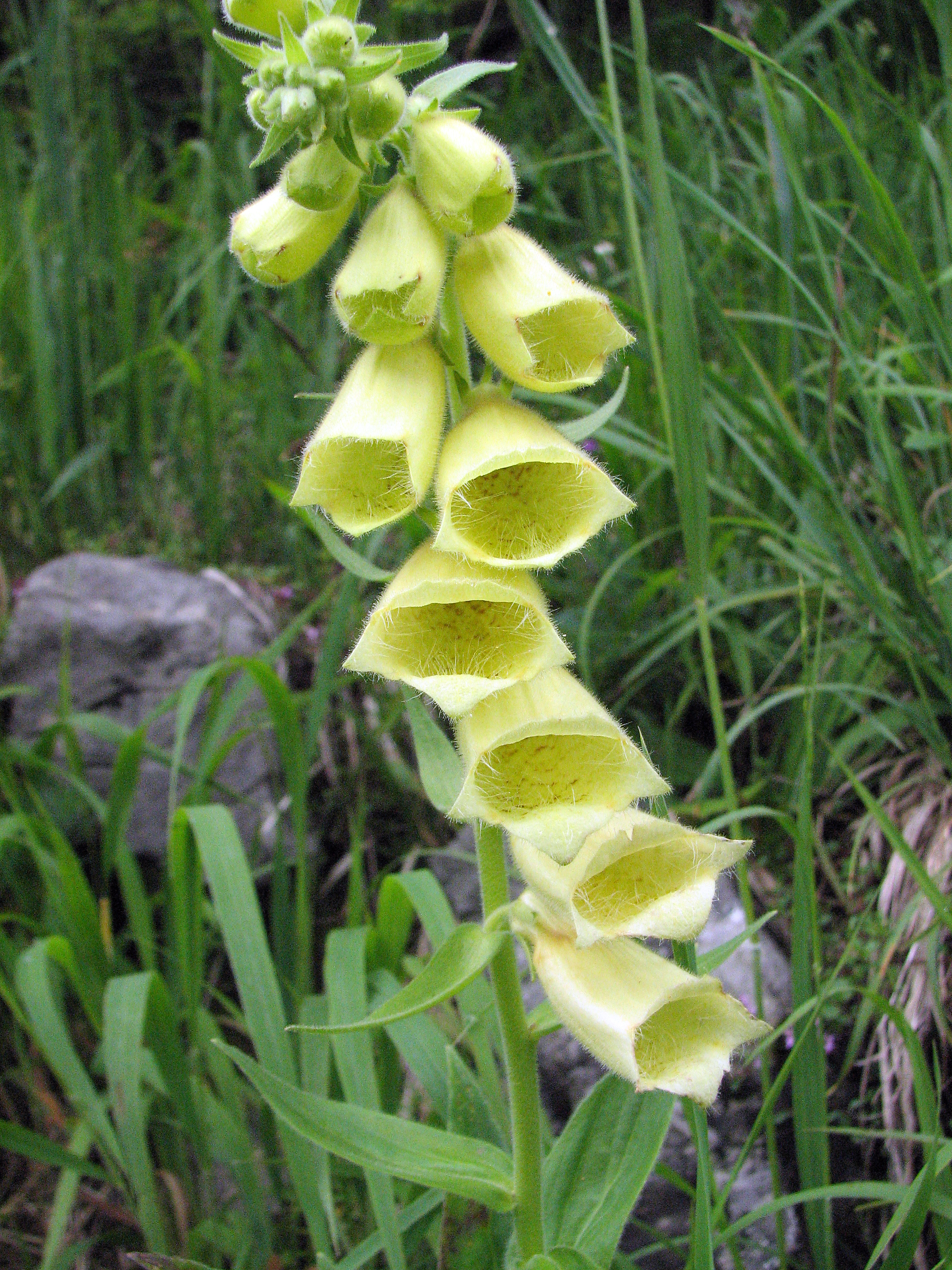 Großblütiger Fingerhut