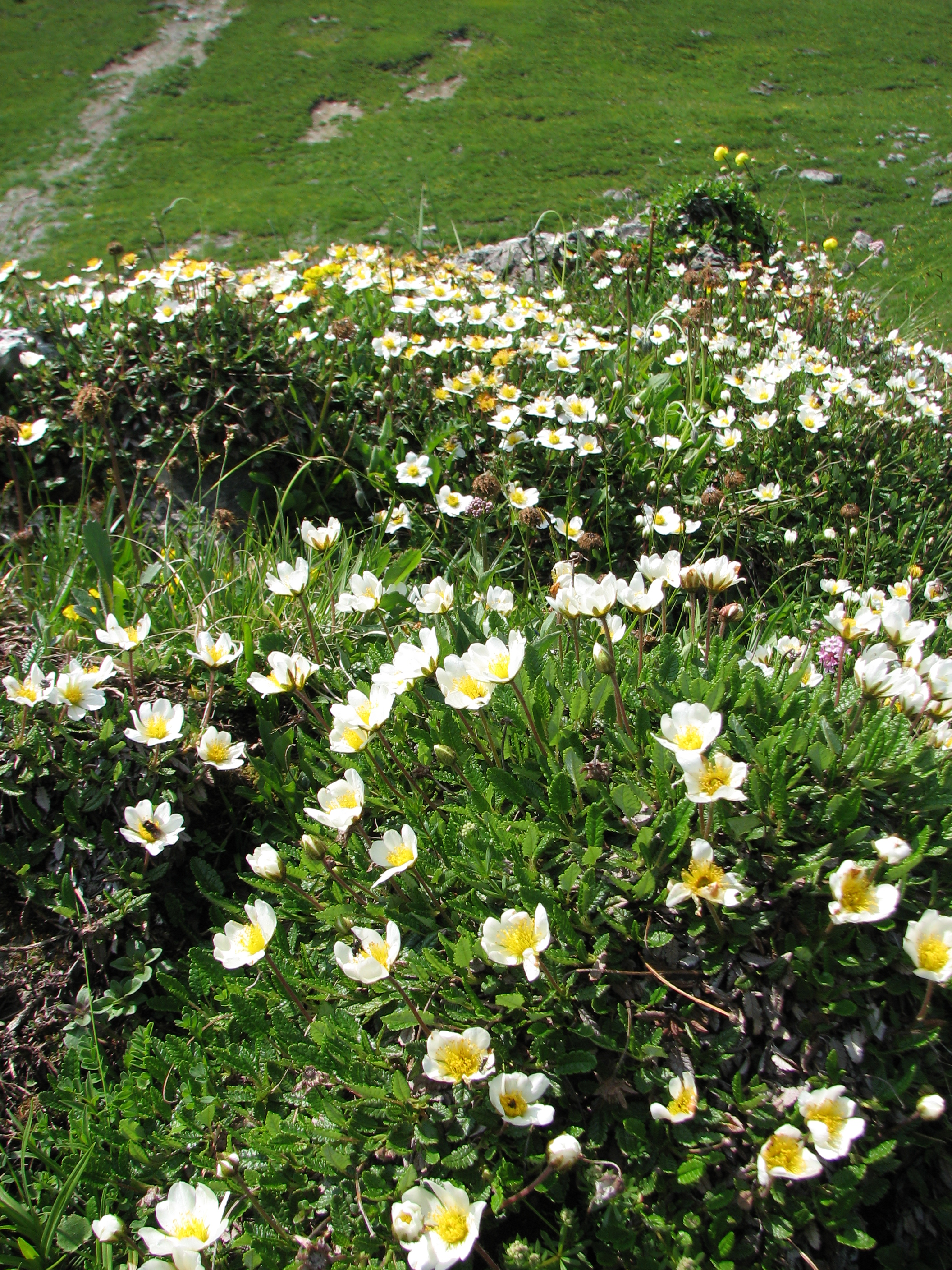 Silberwurz
