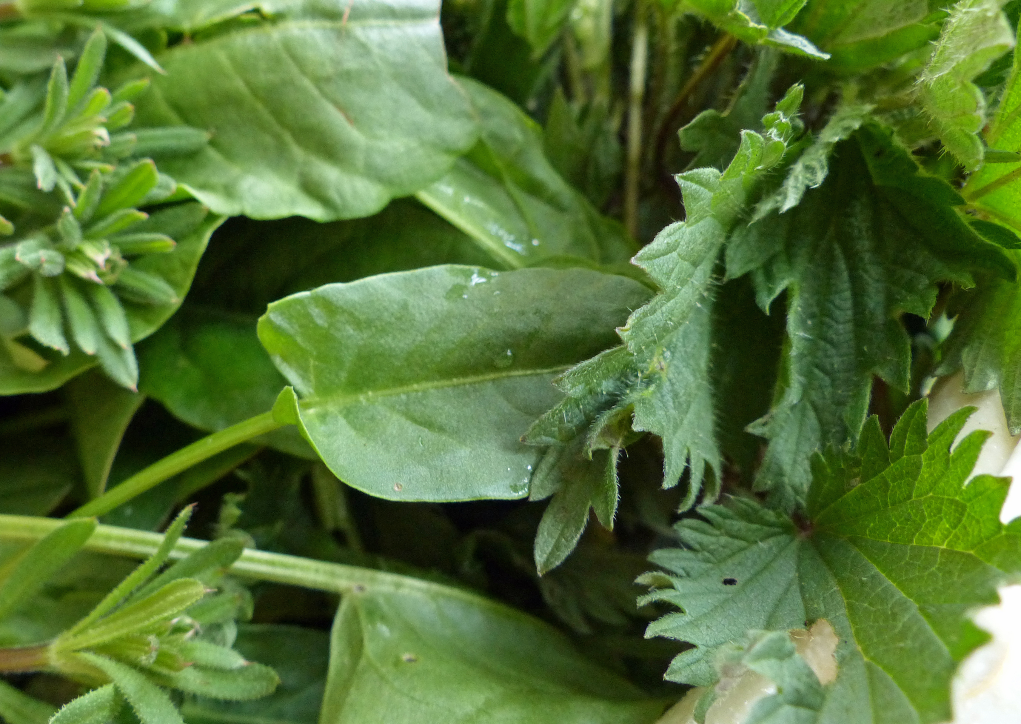 Brennnesselspinat - u. a. Spinat