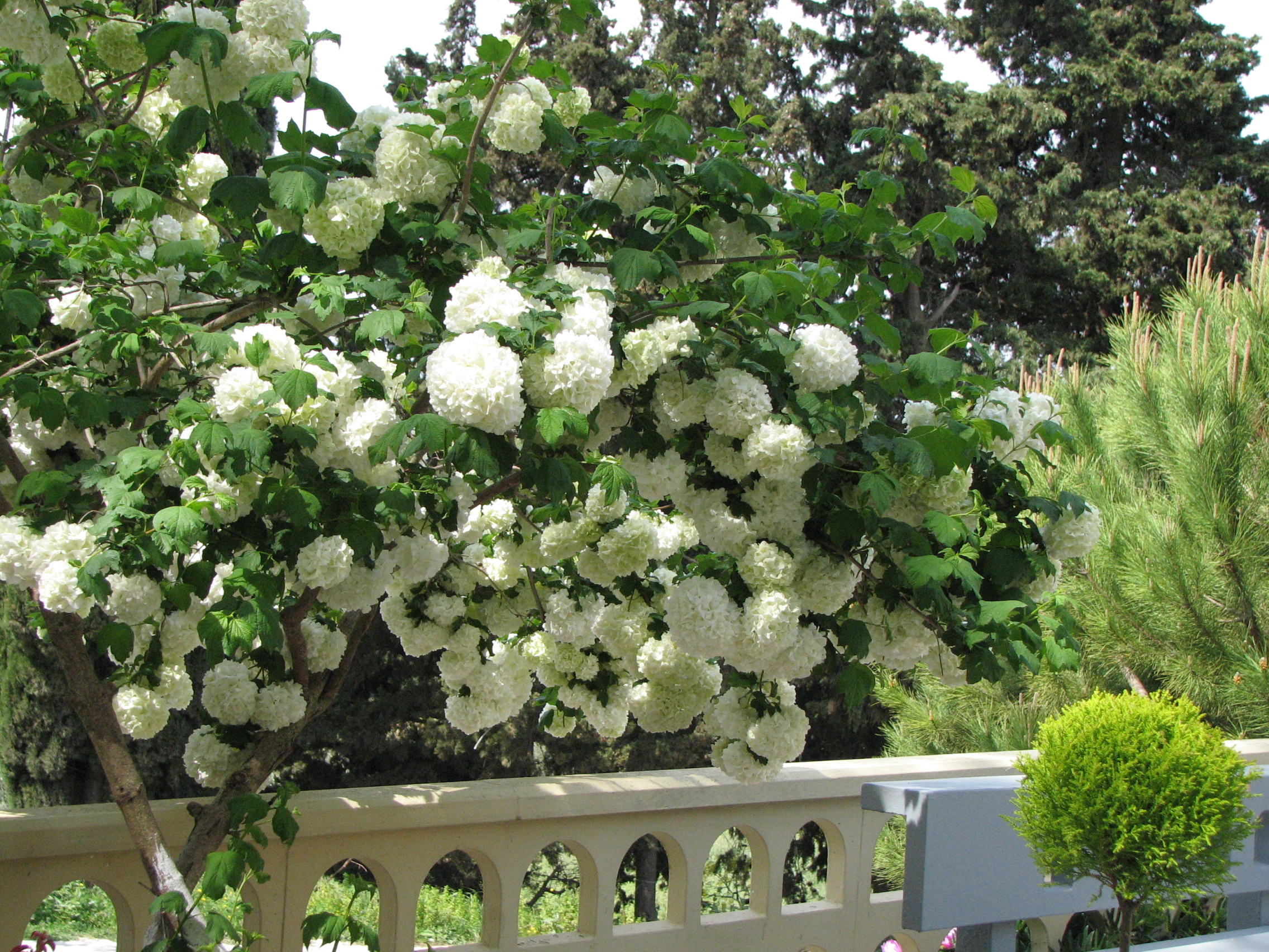 Gefüllter Schneeball