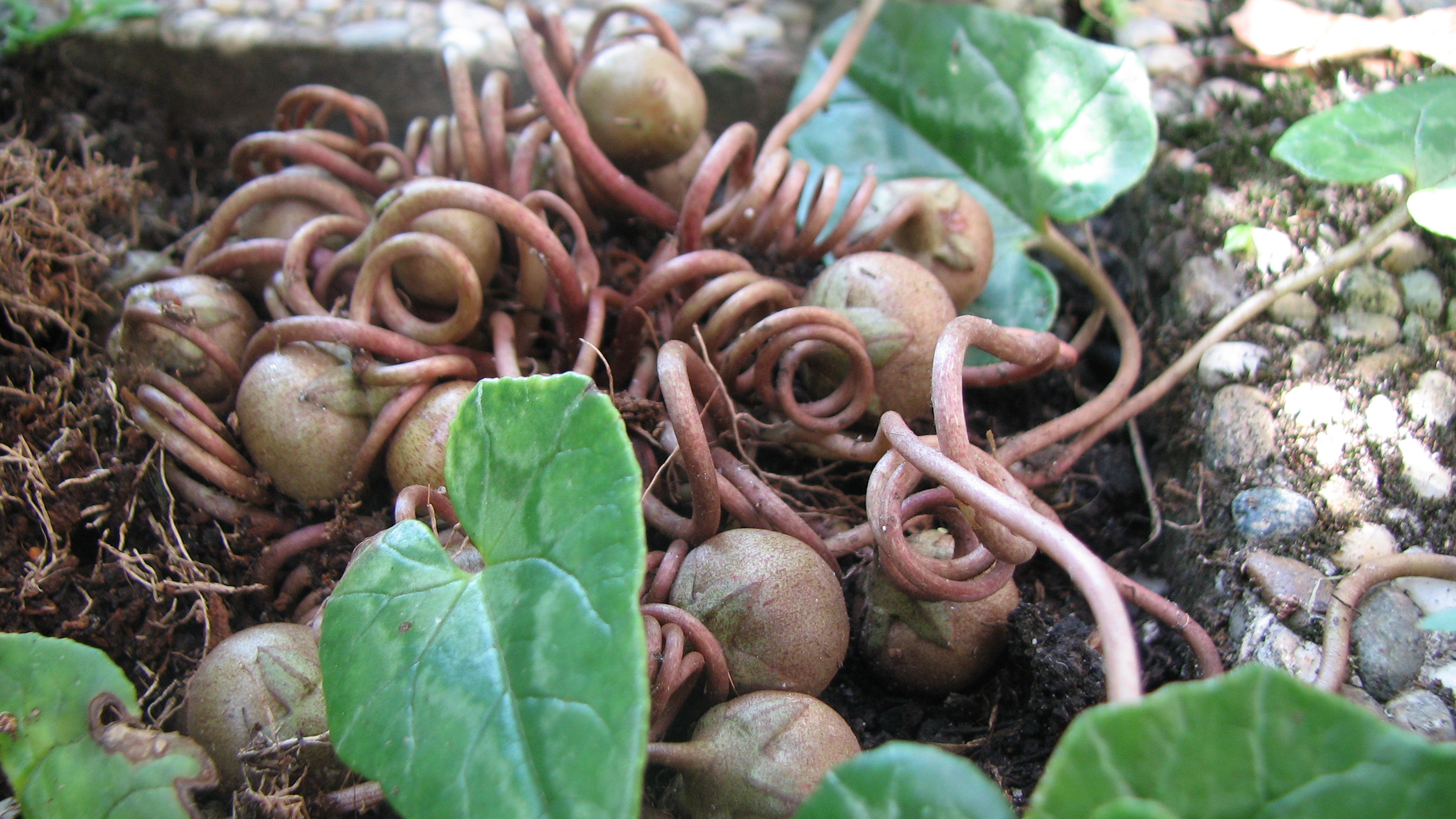 Europäisches Alpenveilchen