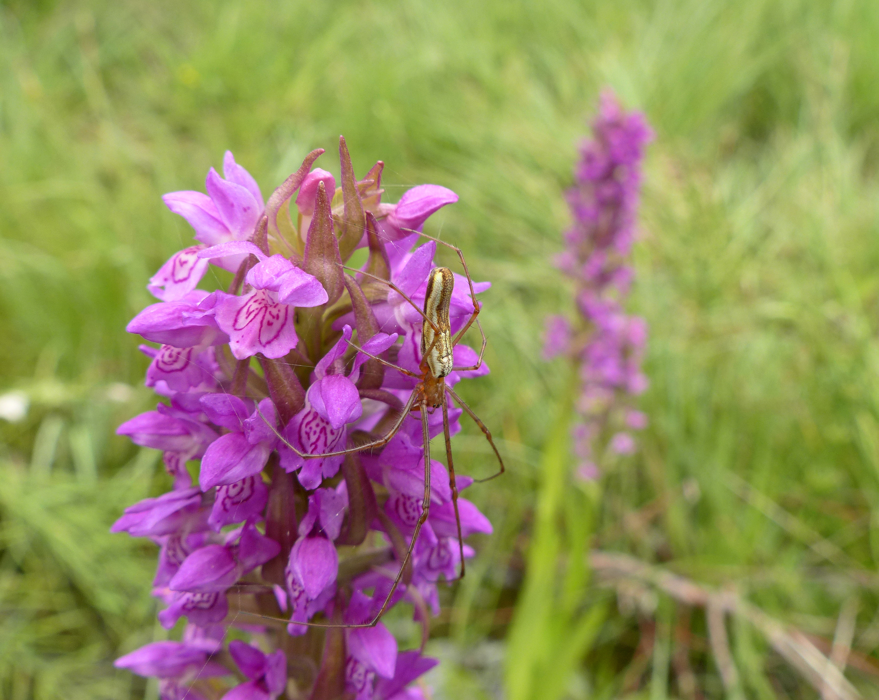 Fleischfarbene Fingerwurz