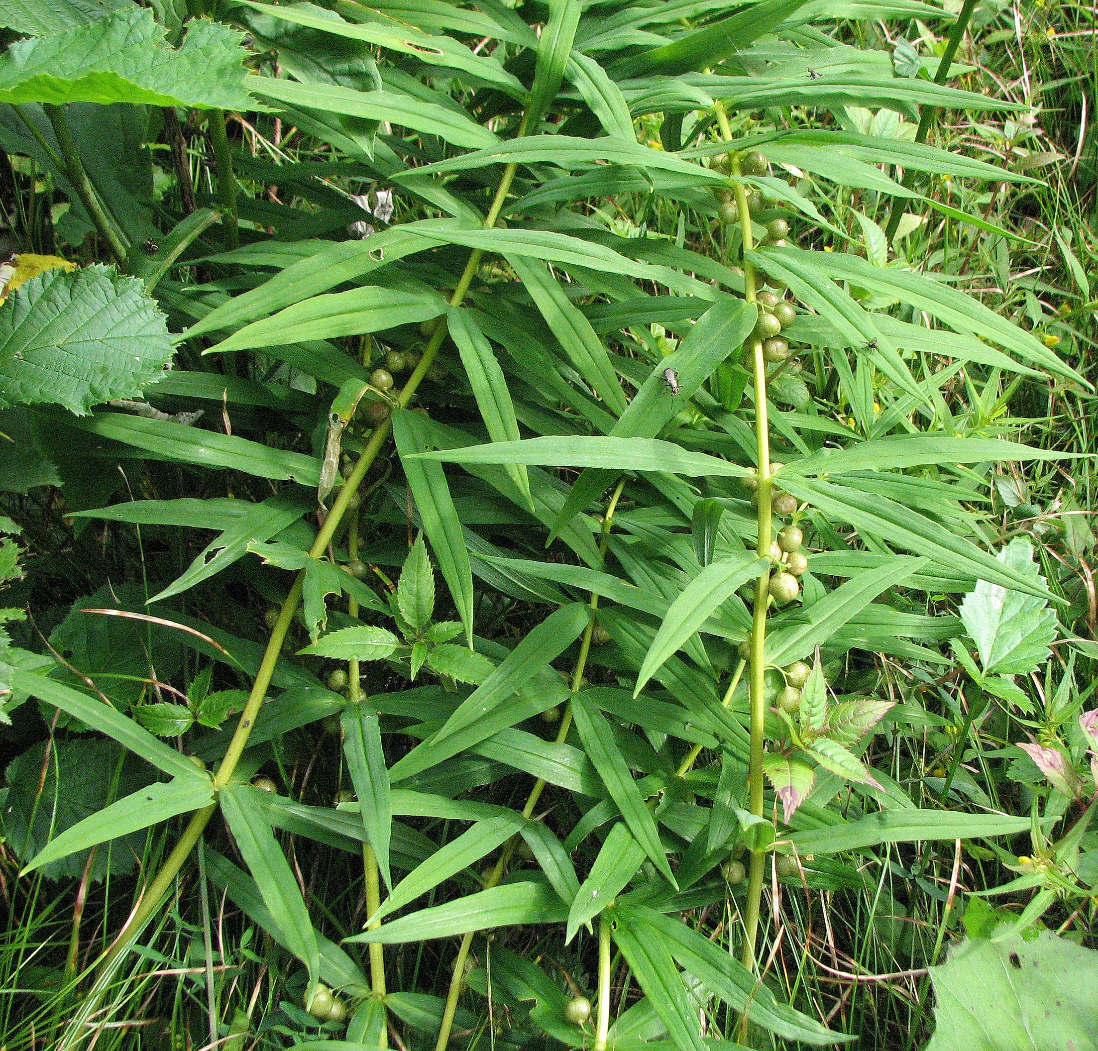 Quirlblättrige Weißwurz