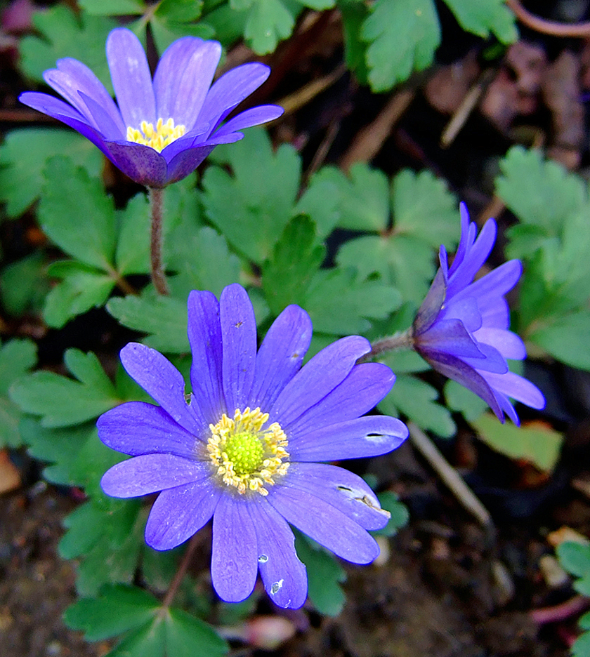 Anemone blanda