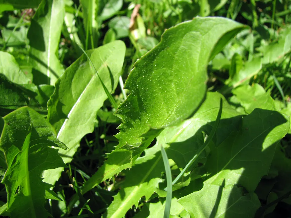 Orzotto mit Löwenzahn