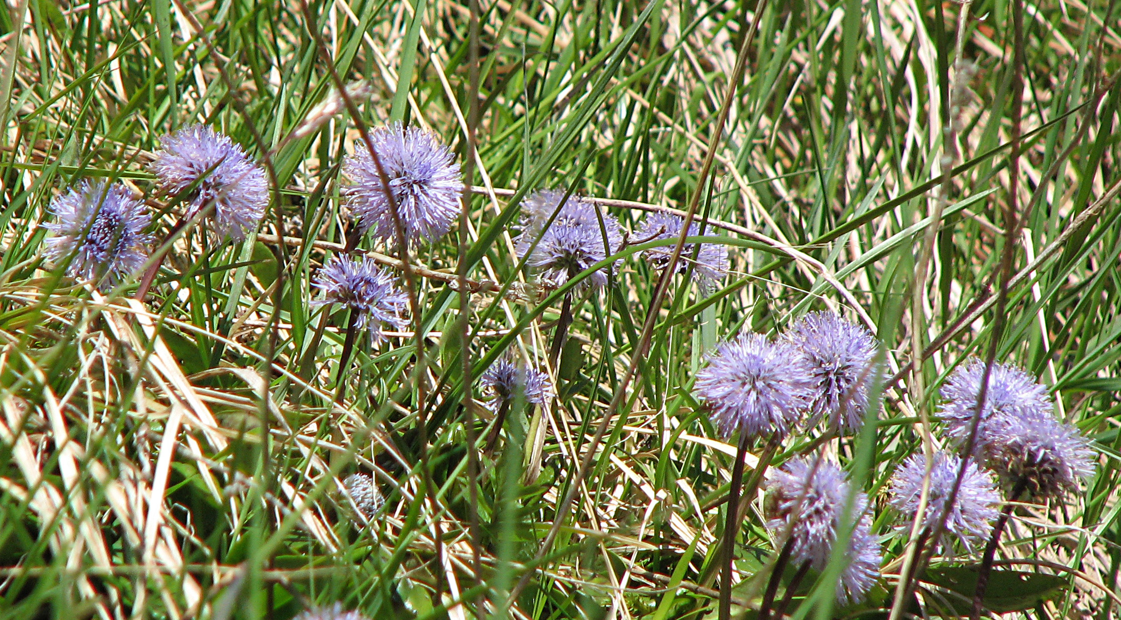 Nacktstängelige Kugelblume