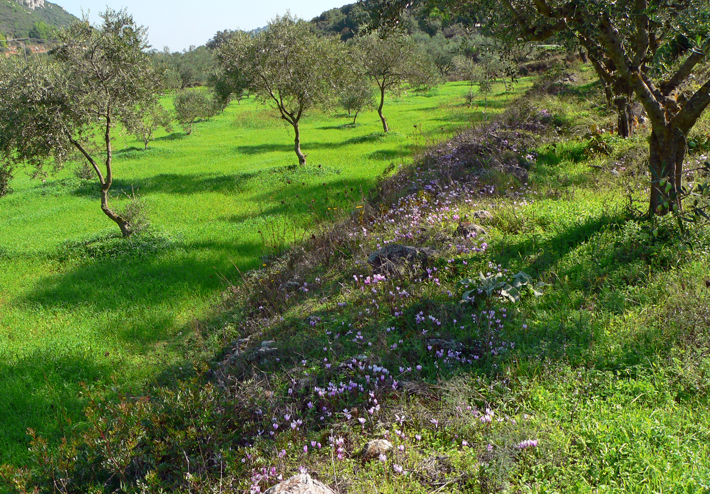 Griechisches Alpenveilchen