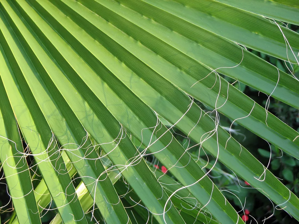 Chinesische Hanfpalme