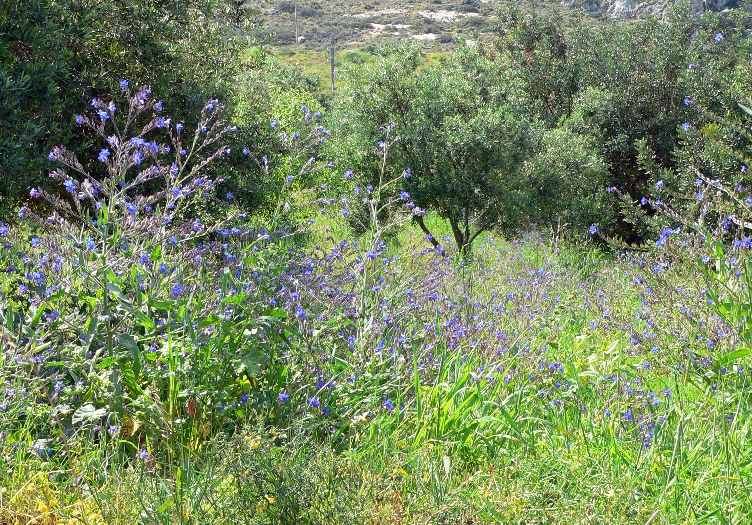 Italienische Ochsenzunge