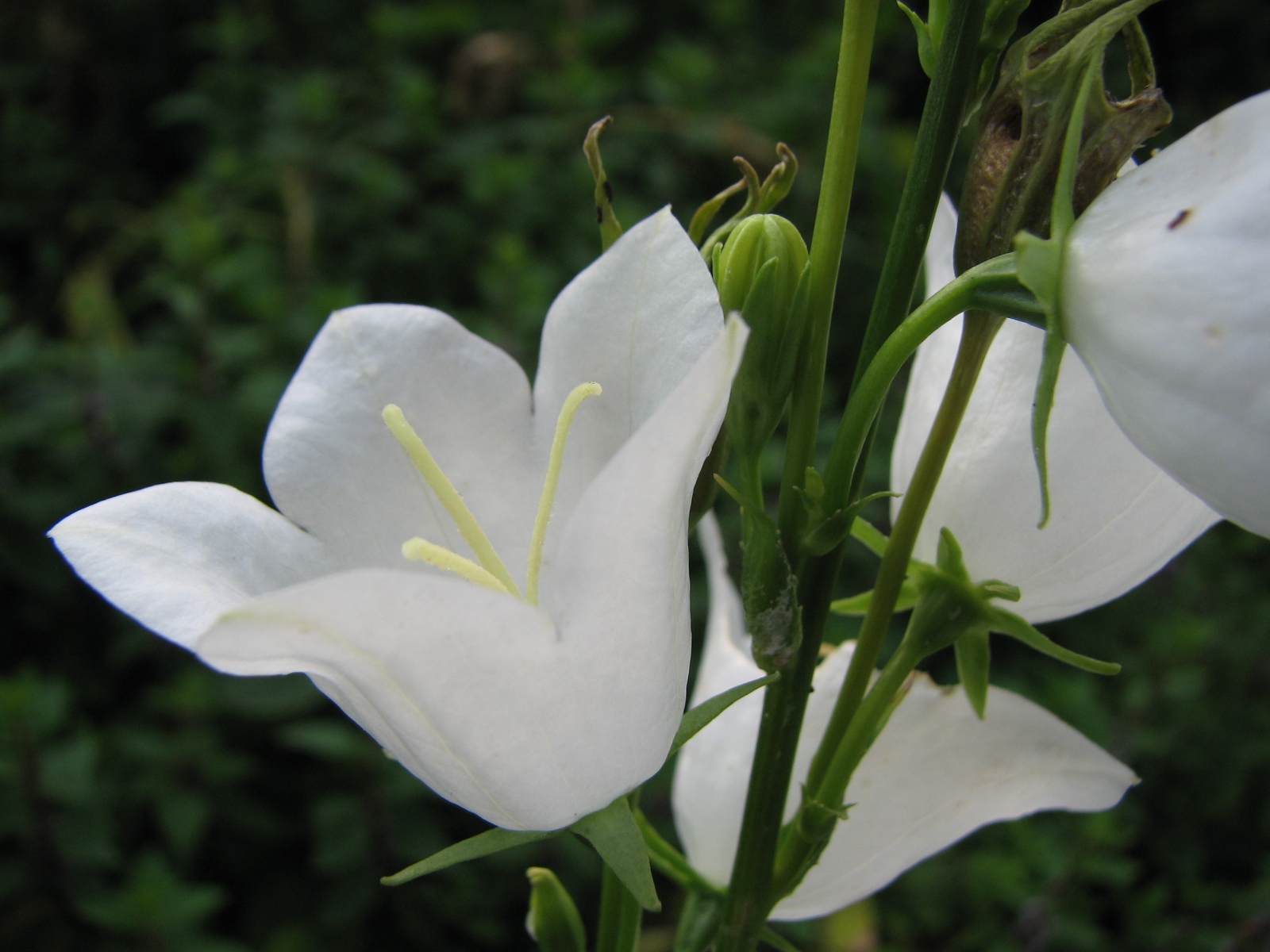 Pfirsichblättrige Glockenblume