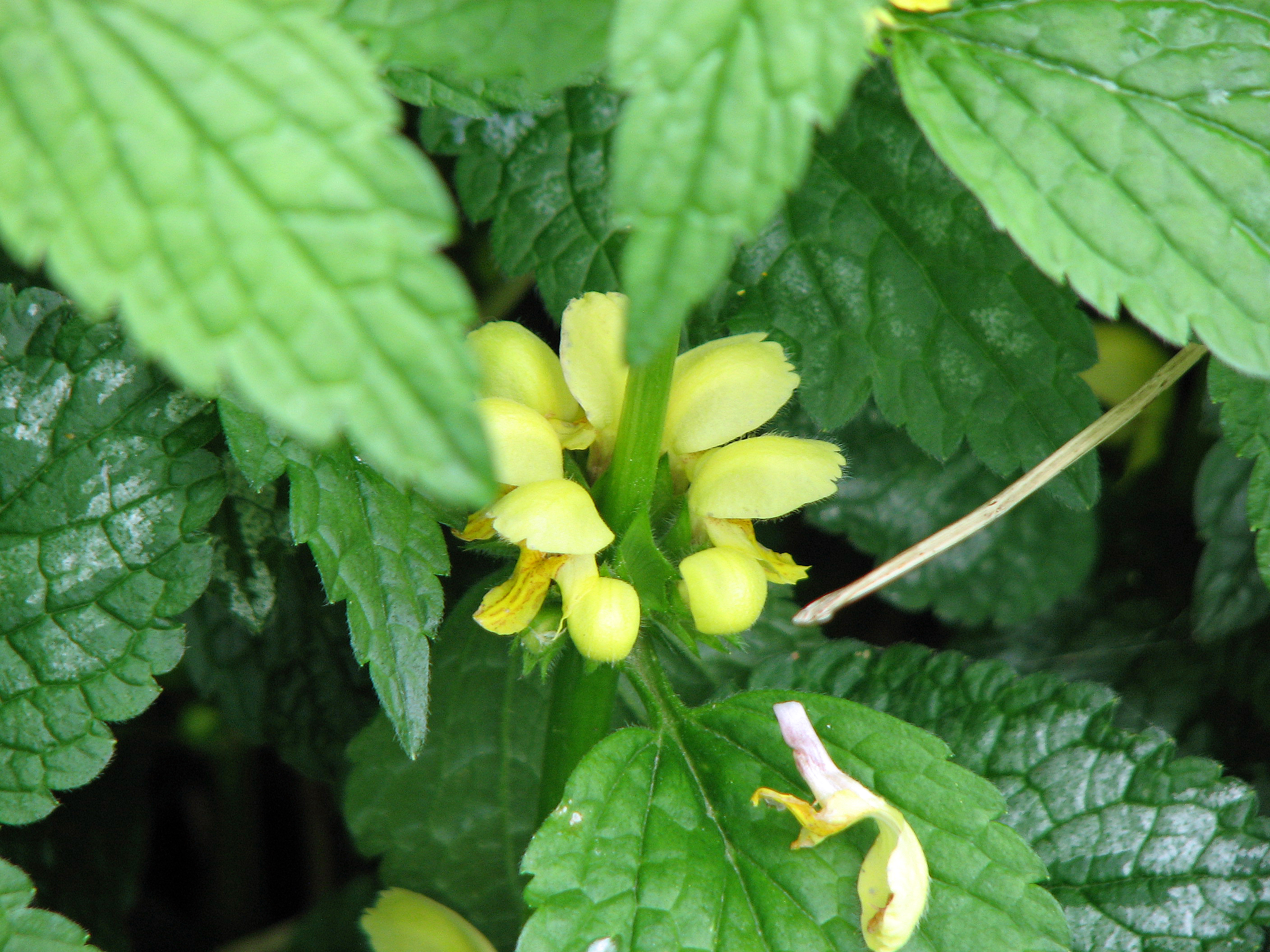 Silberblättrige Goldnessel