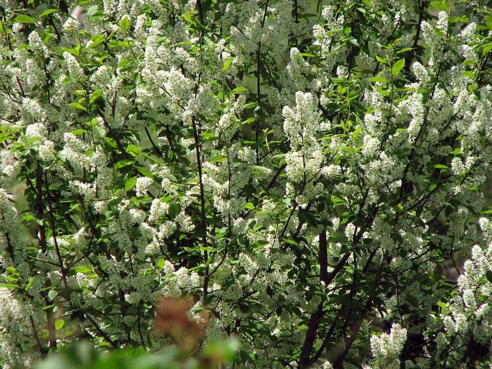 Gewöhnliche Traubenkirsche