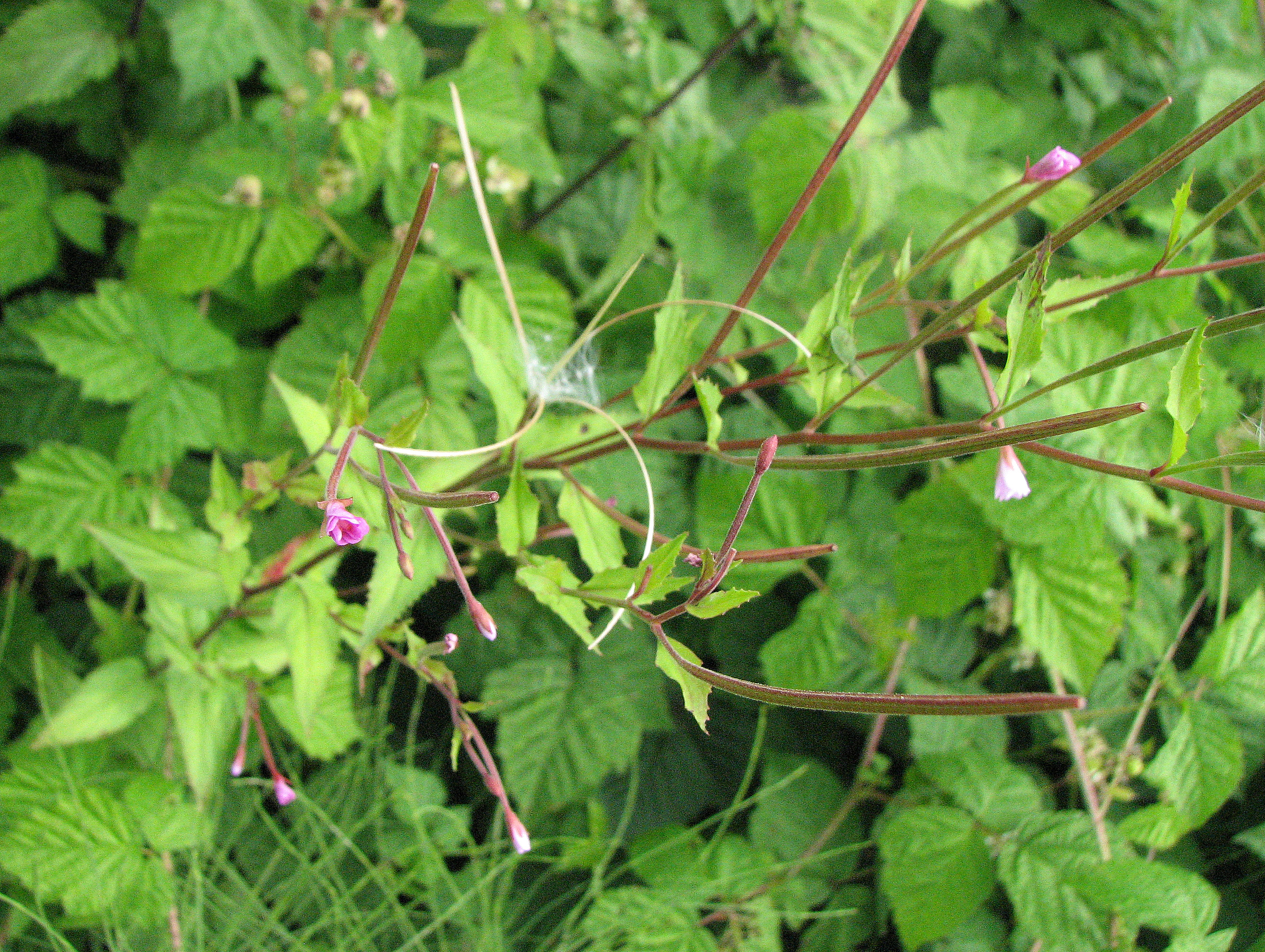 Kleinblütiges Weidenröschen