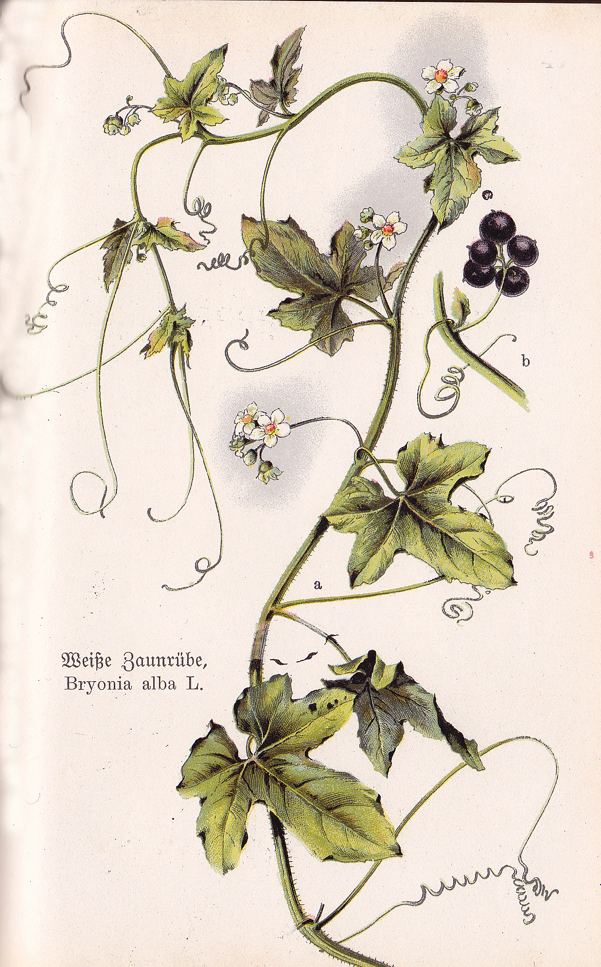 Weiße Zaunrübe