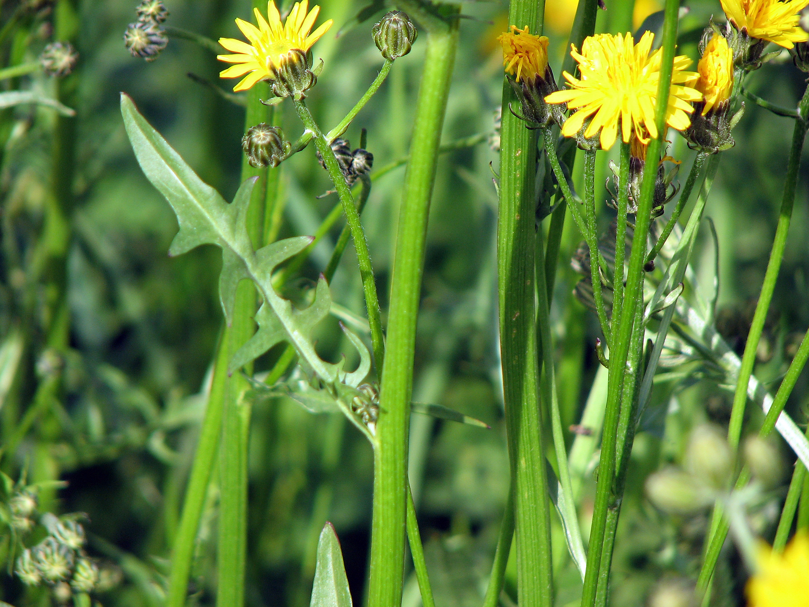 Wiesenpippau