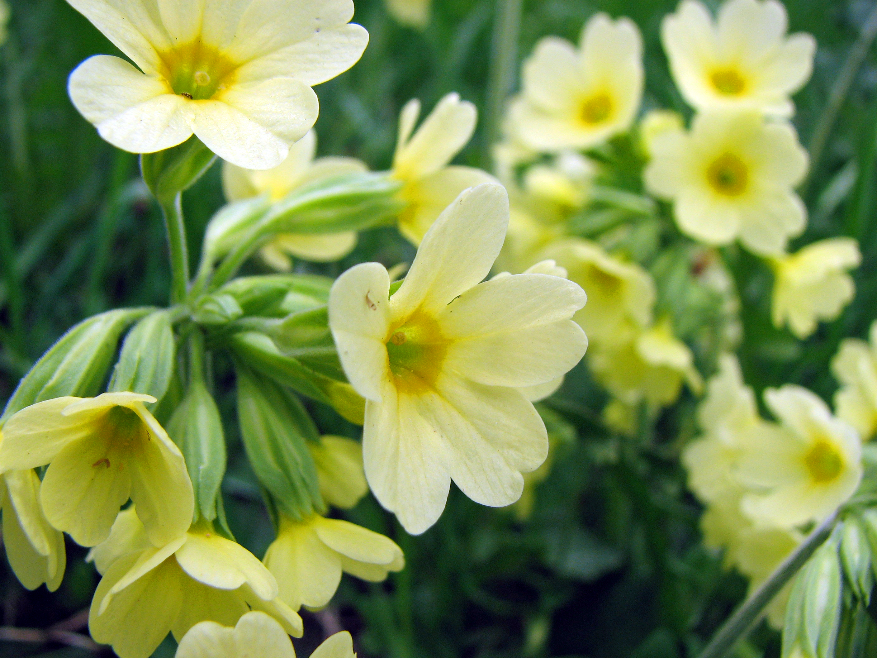 Hohe Schlüsselblume