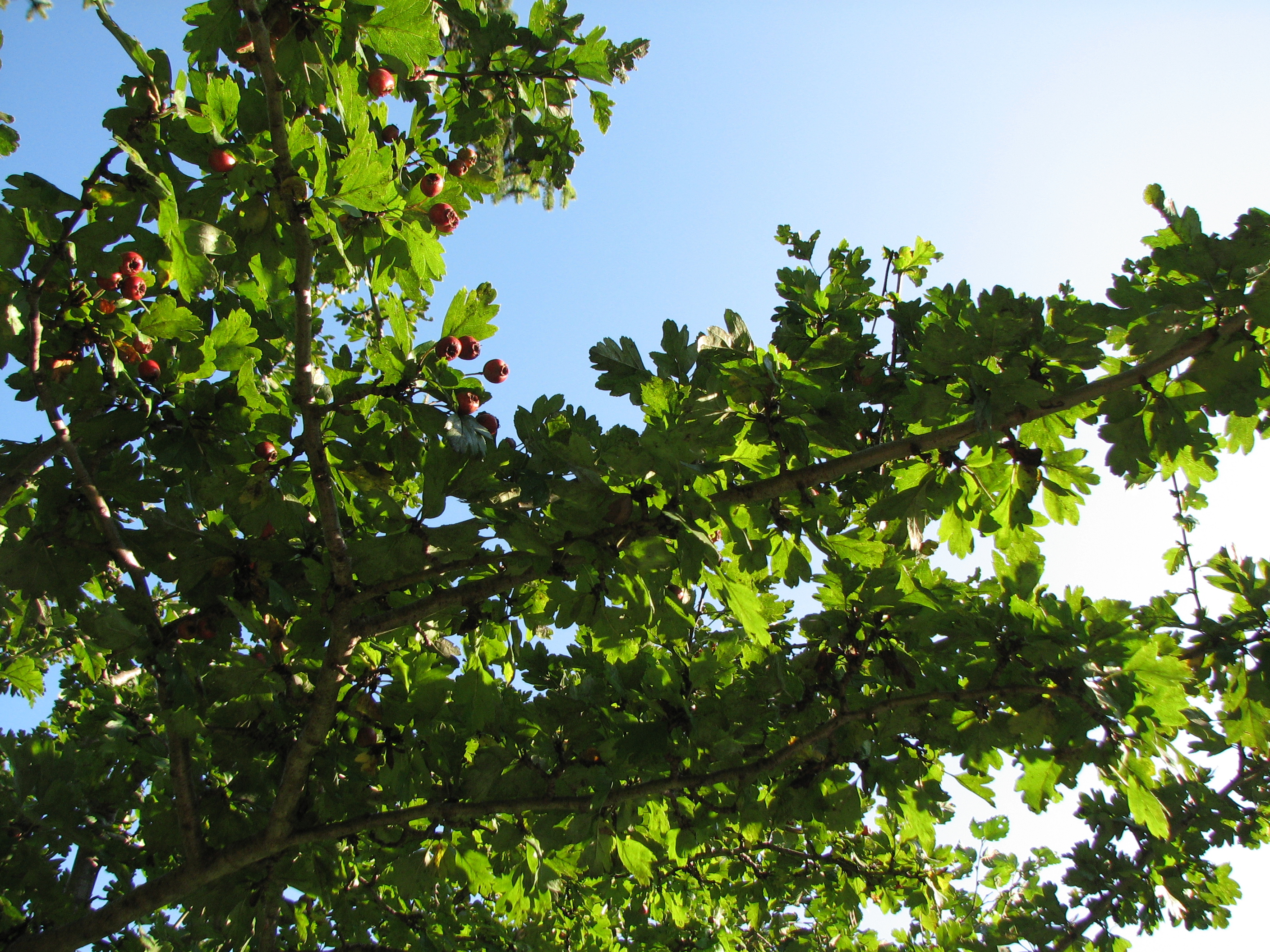 Eingriffeliger Weißdorn