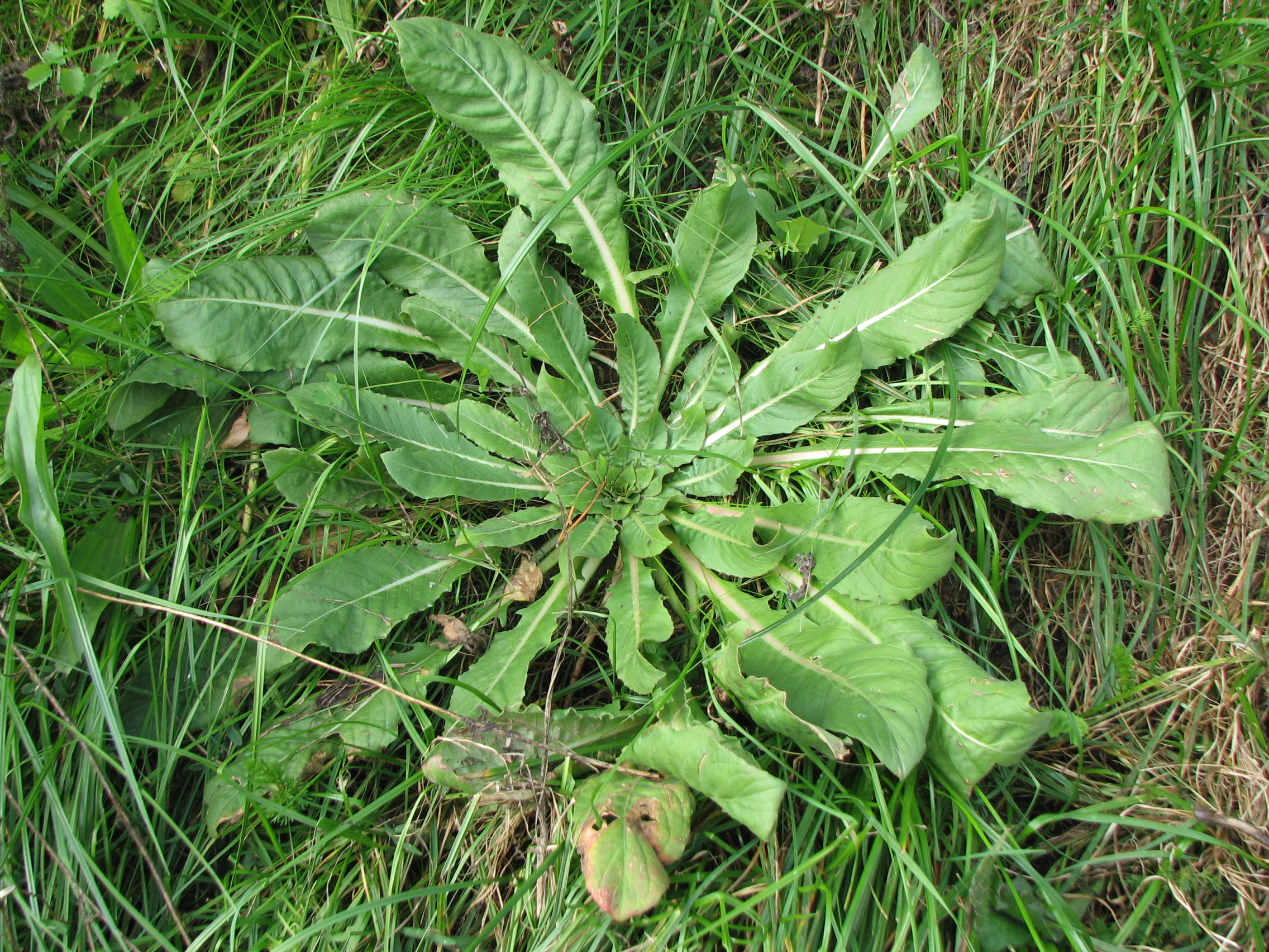 Gewöhnliche Nachtkerze