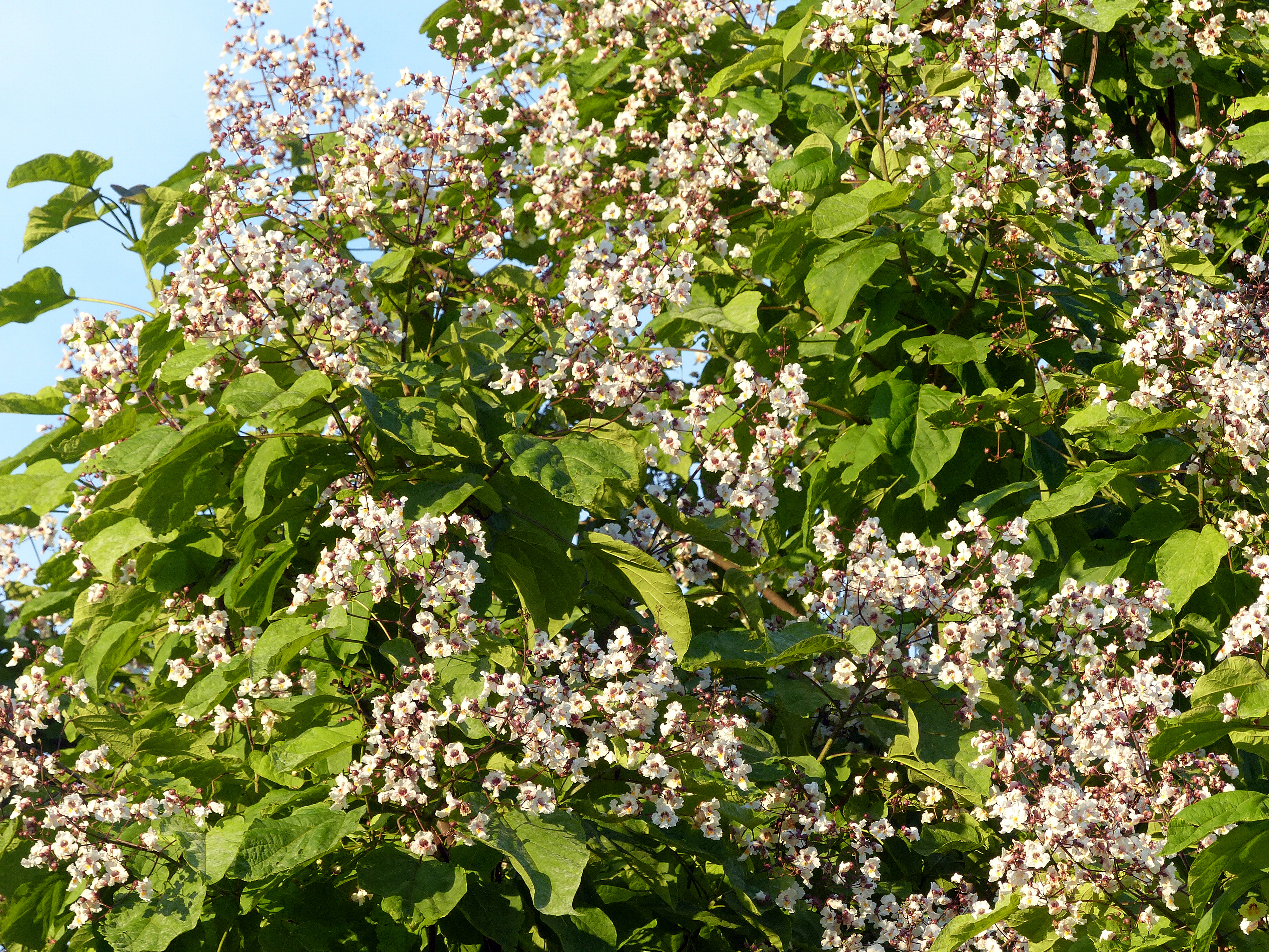 Gewöhnlicher Trompetenbaum