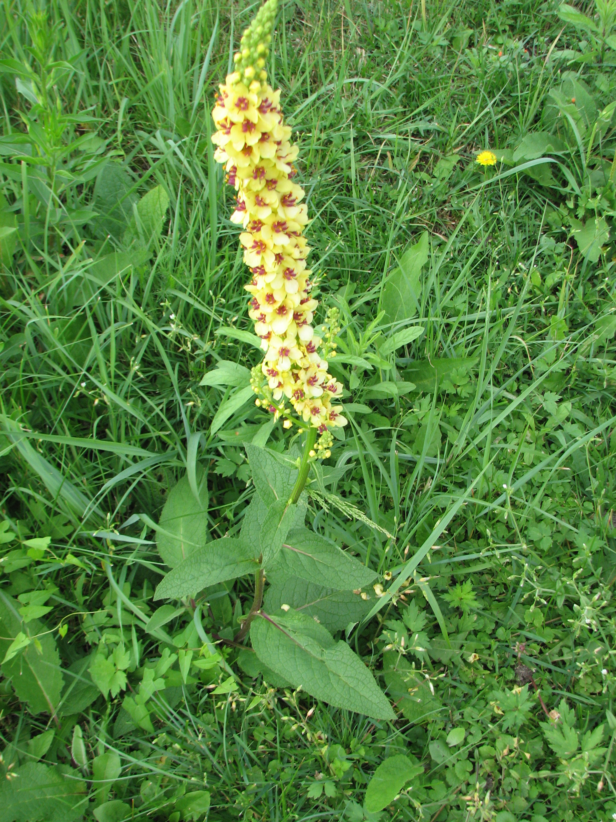 Schwarze Königskerze