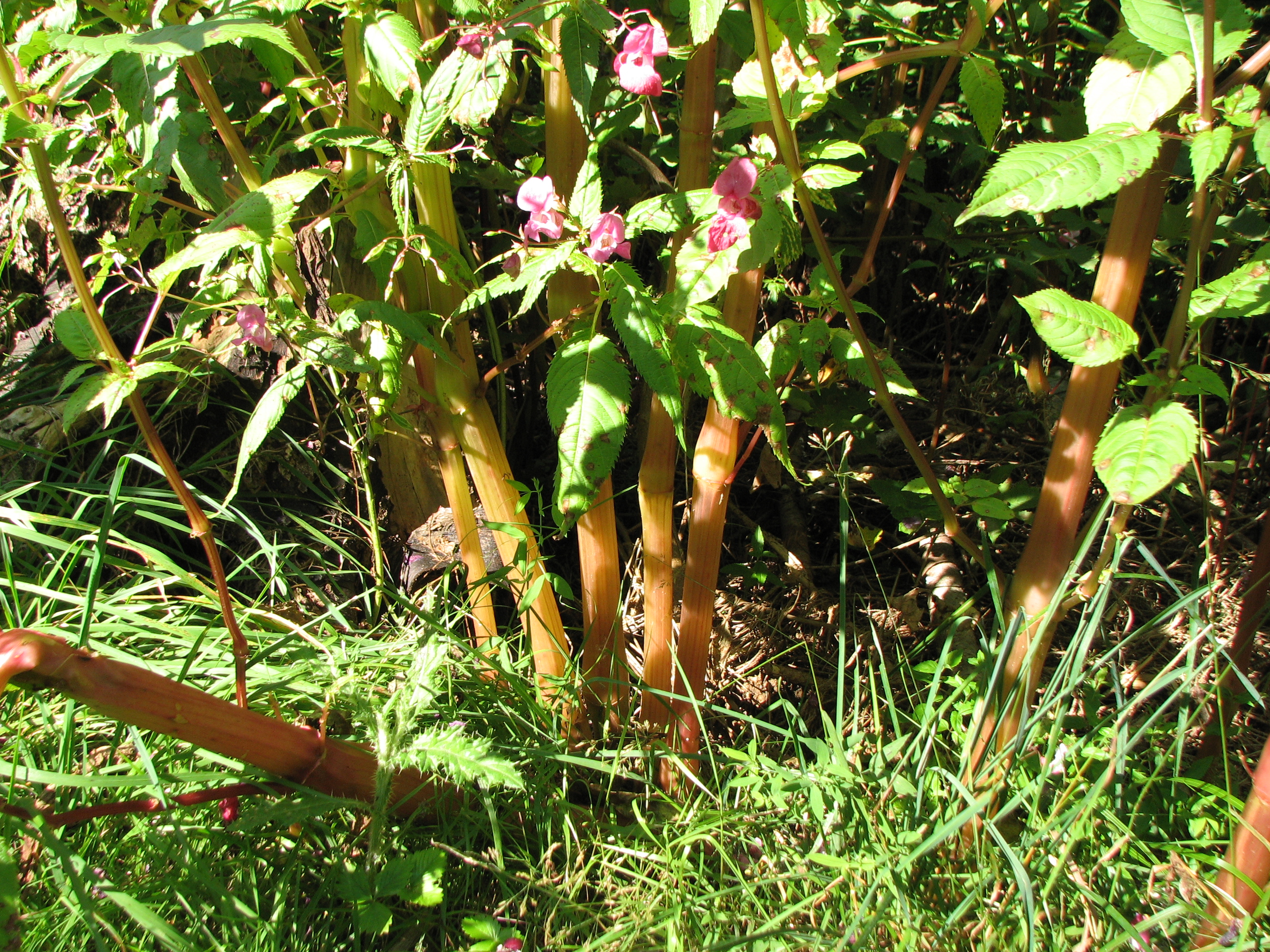 Drüsiges Springkraut