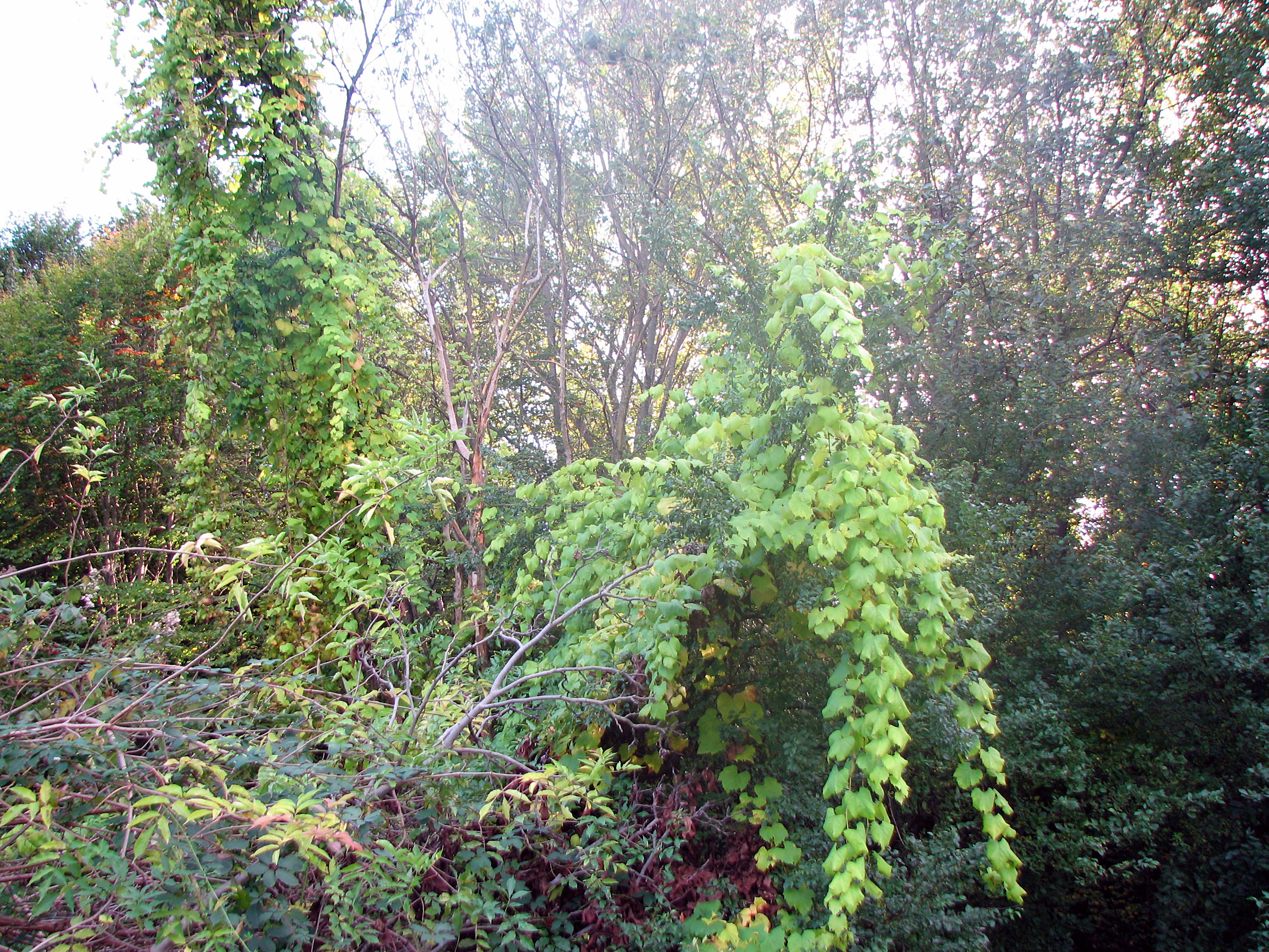Weinrebe