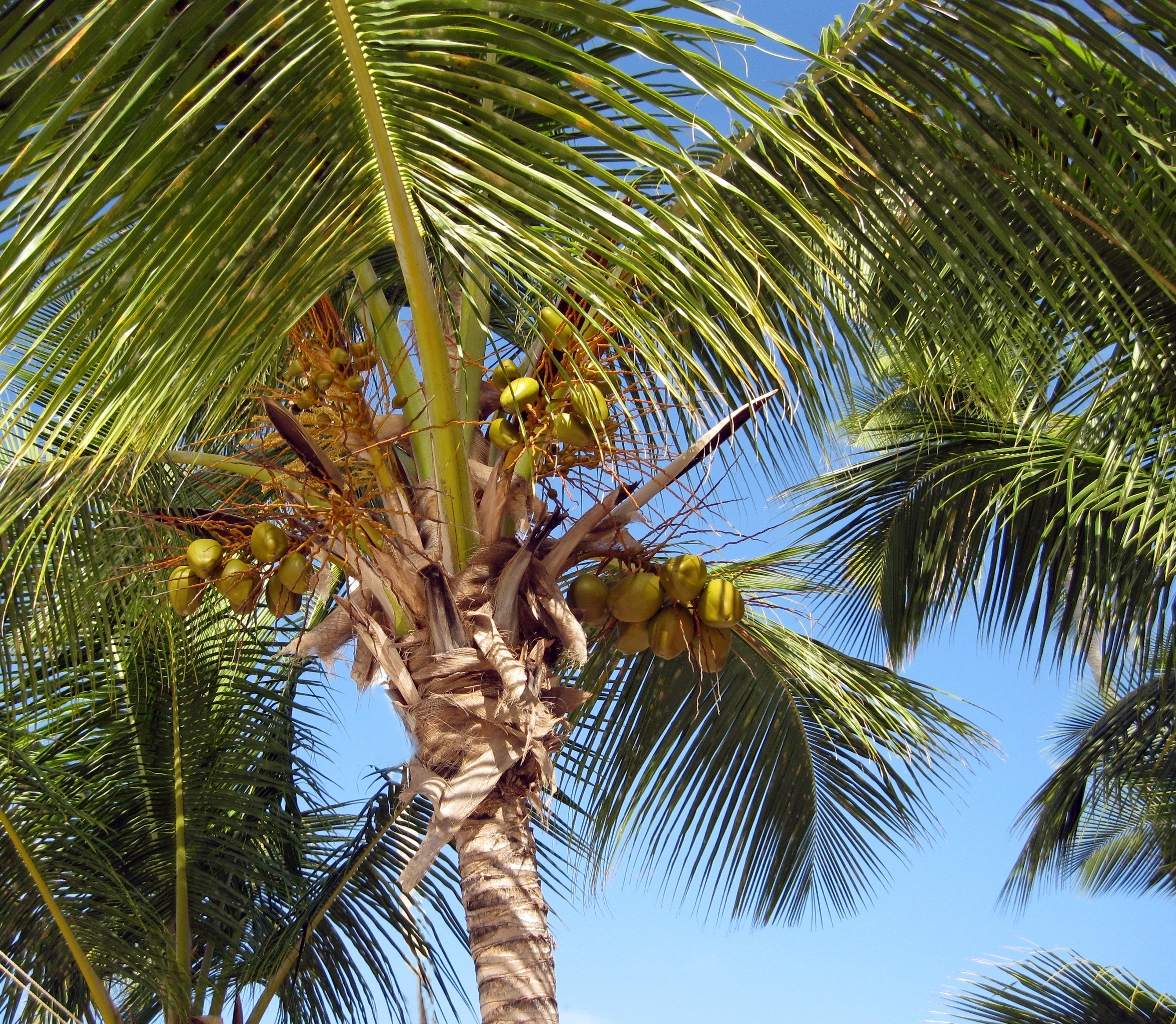 Kokospalme